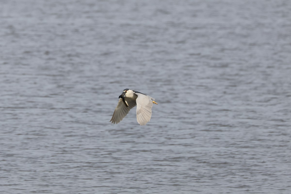 Black-crowned Night Heron - ML620705011