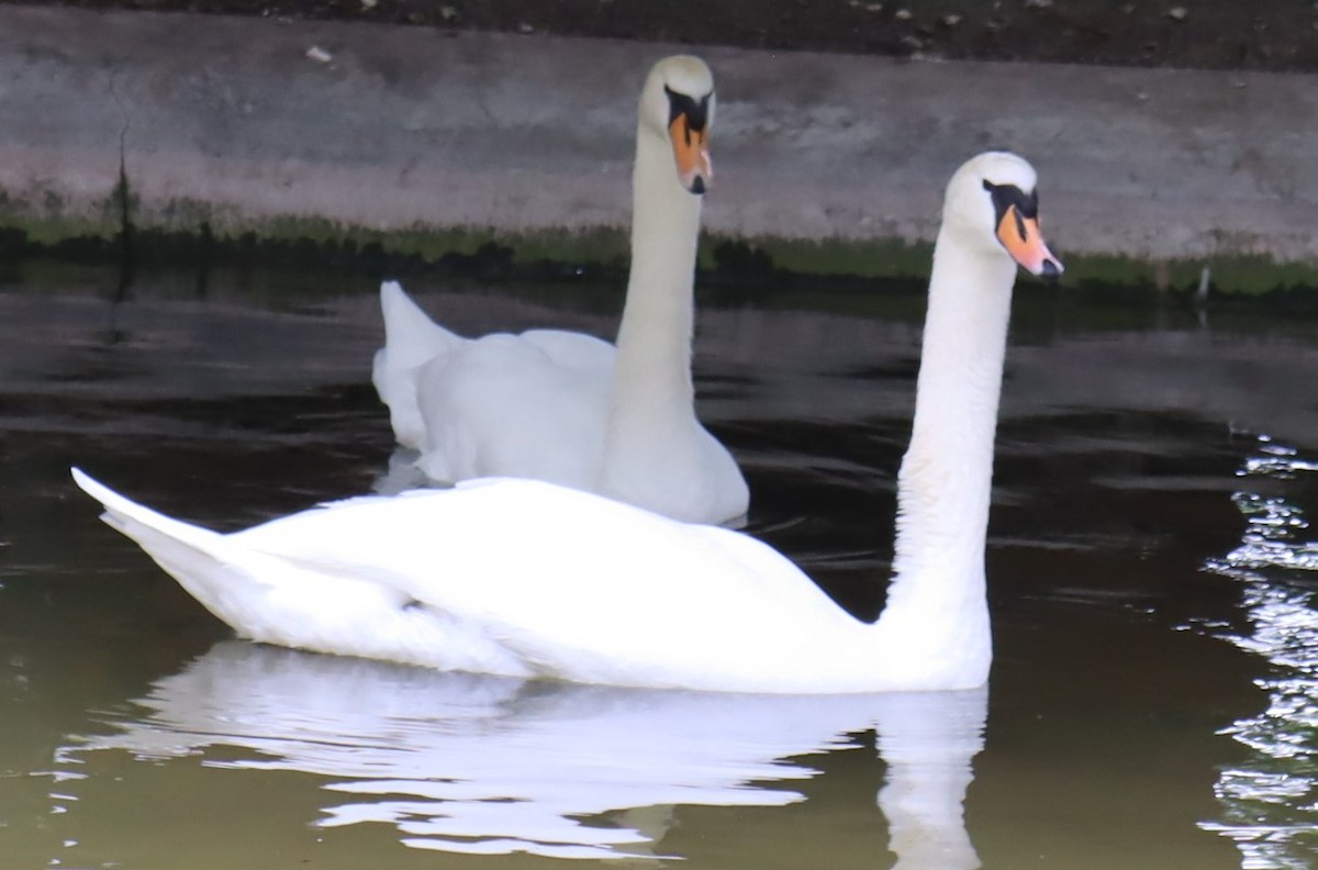 Mute Swan - ML620705012