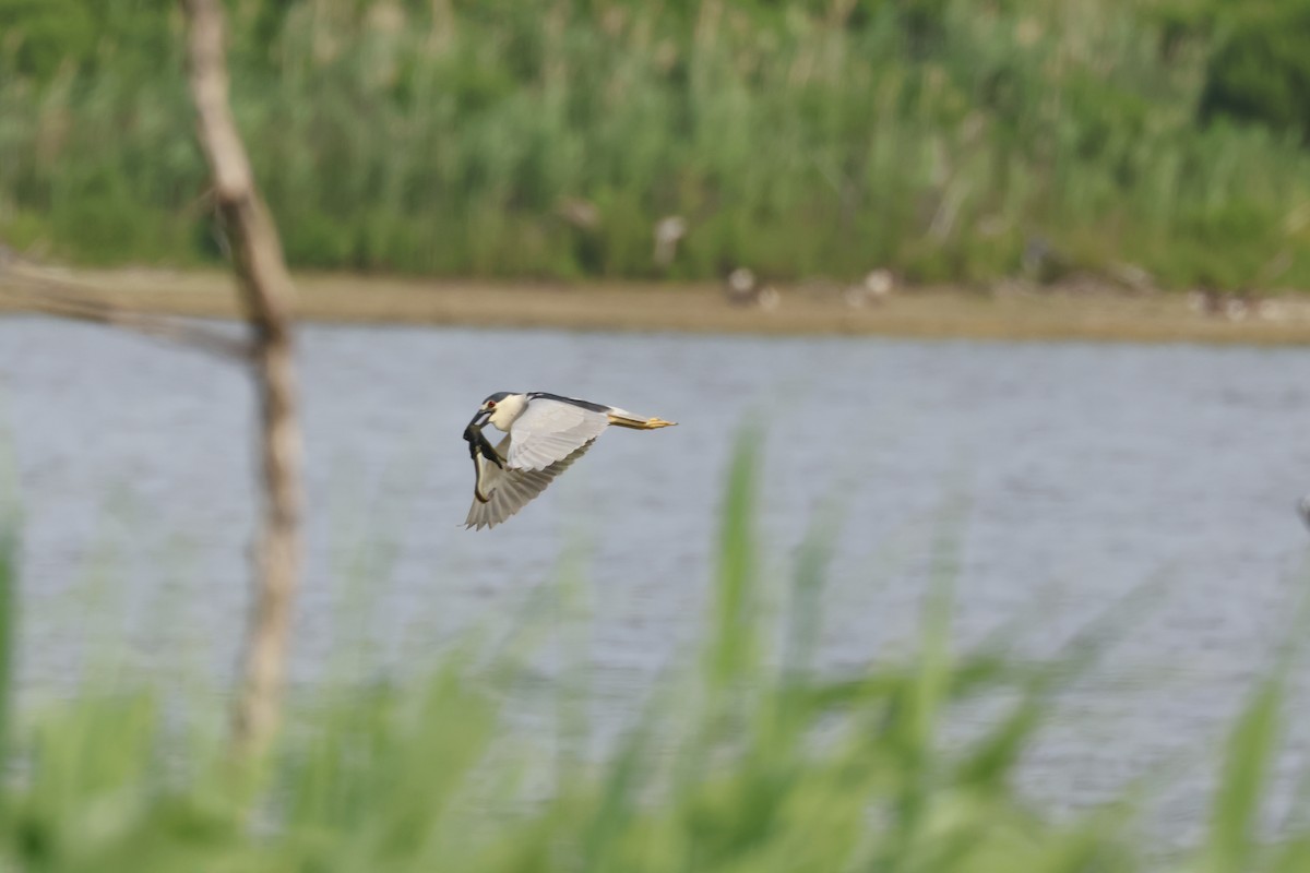 Black-crowned Night Heron - ML620705013