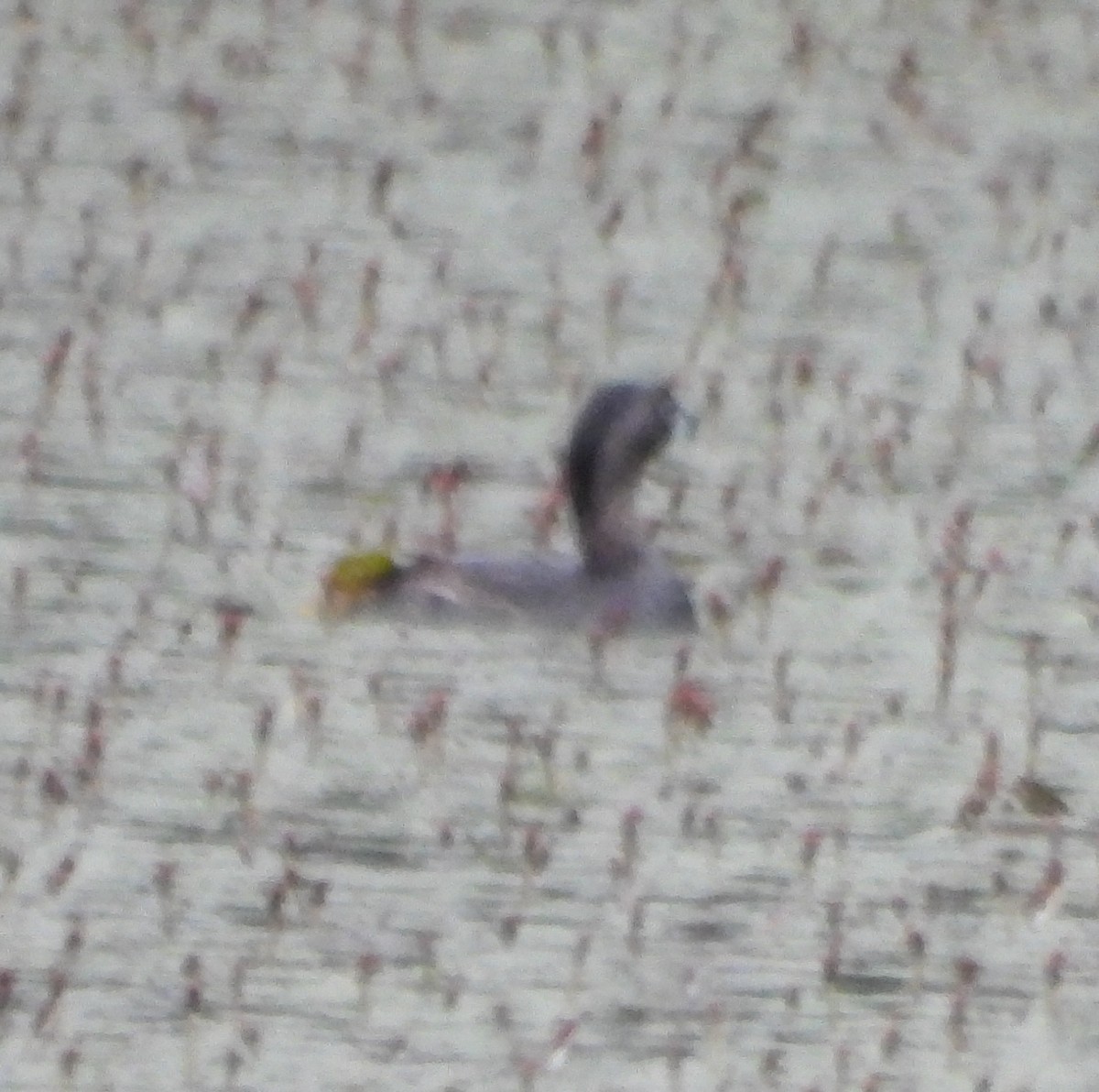 Pied-billed Grebe - ML620705025