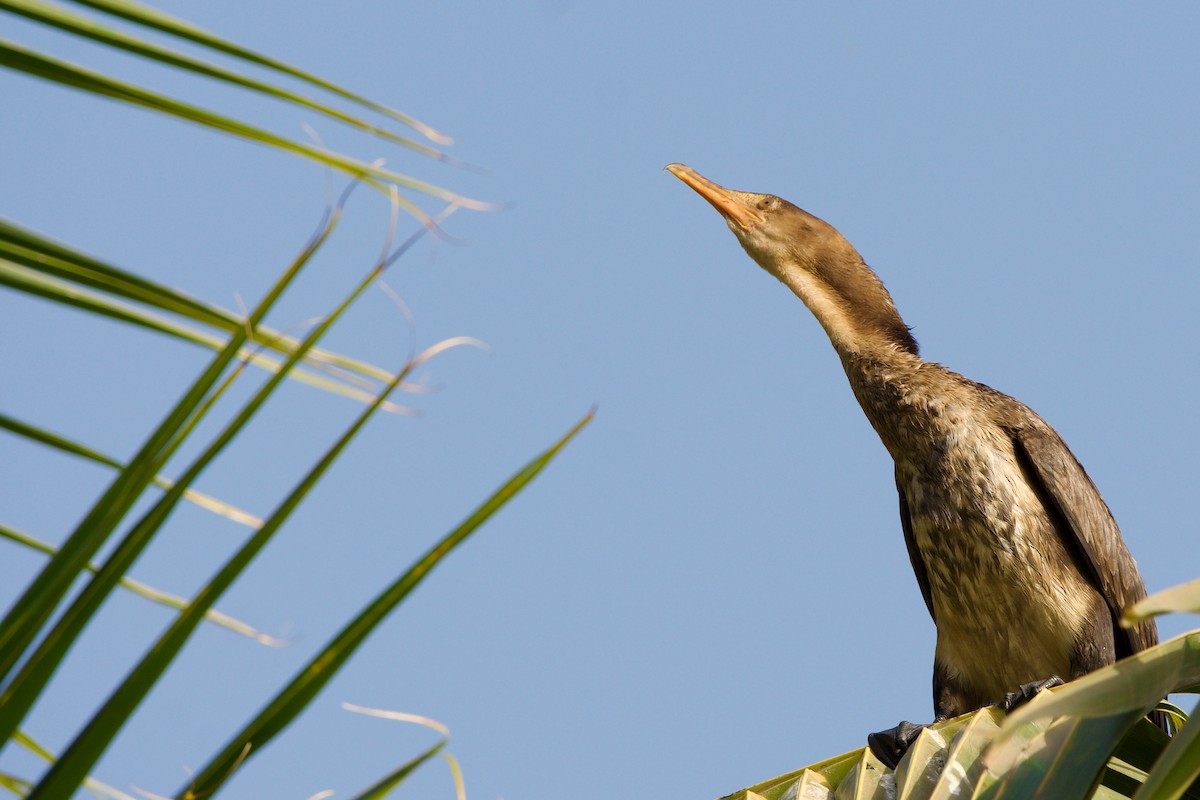 Long-tailed Cormorant - Mehdi Sadak