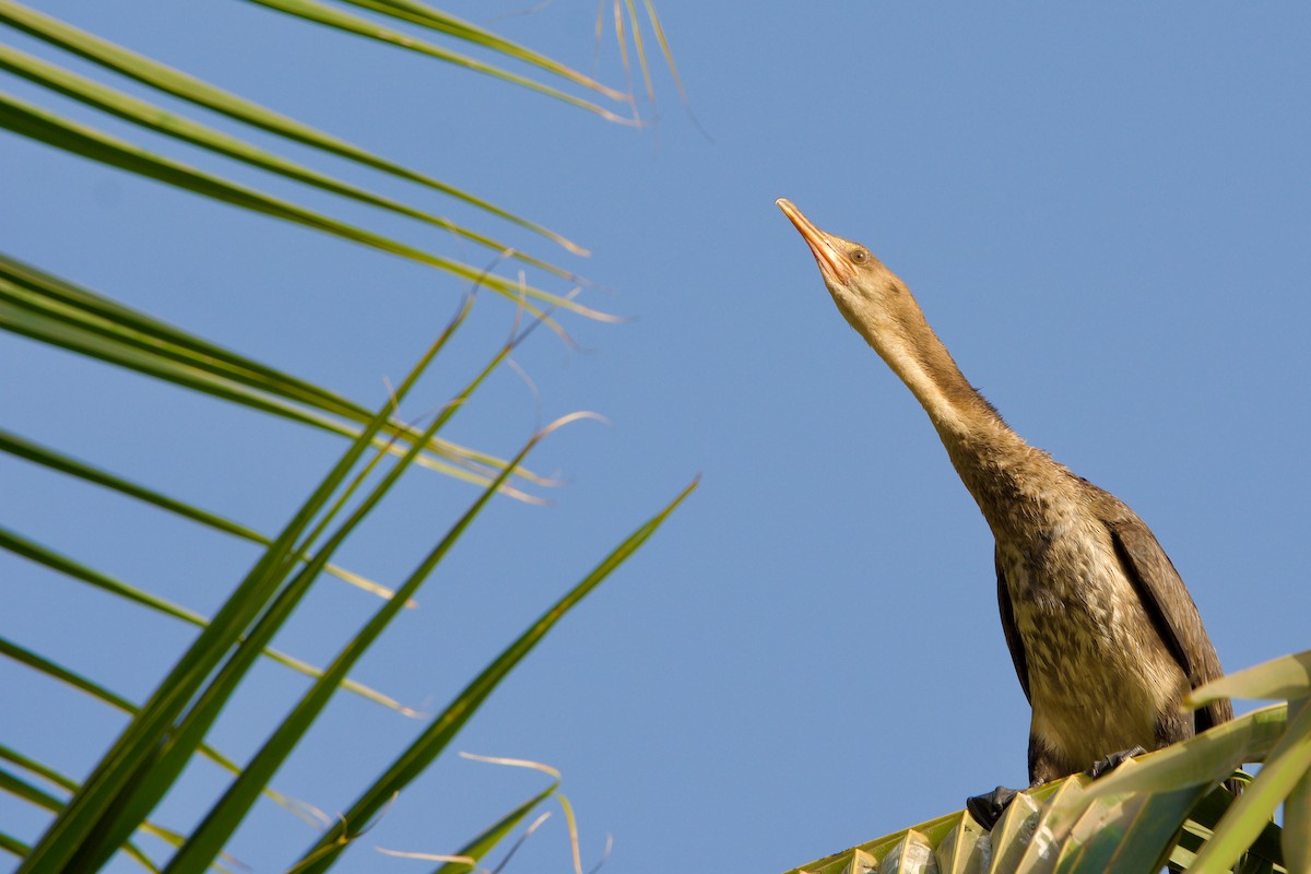 Long-tailed Cormorant - ML620705027