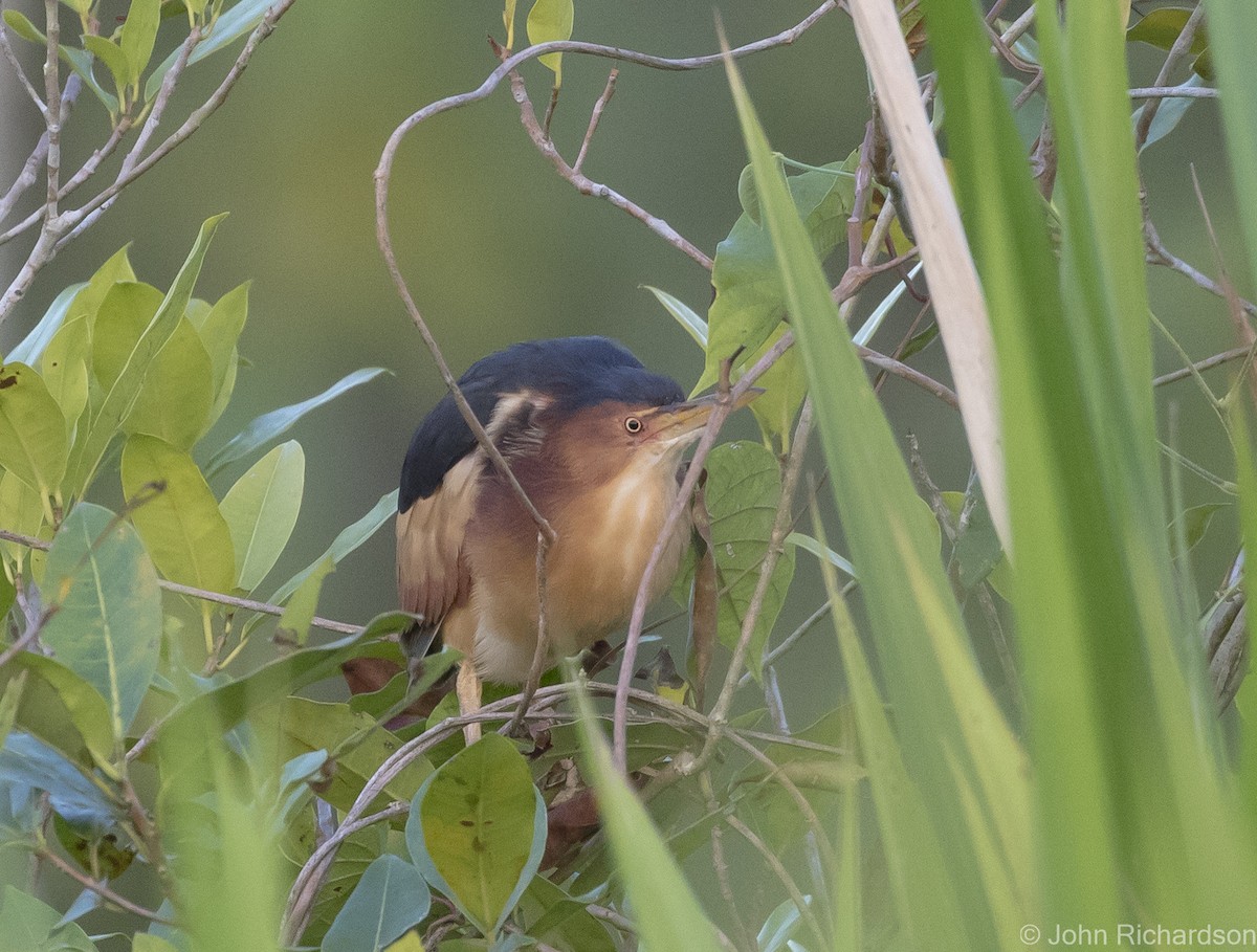 Least Bittern - ML620705029