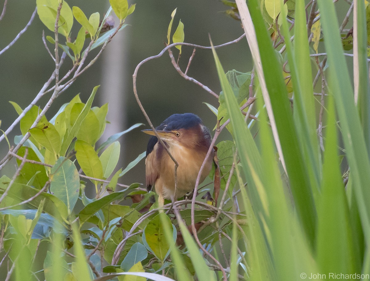 Least Bittern - ML620705030