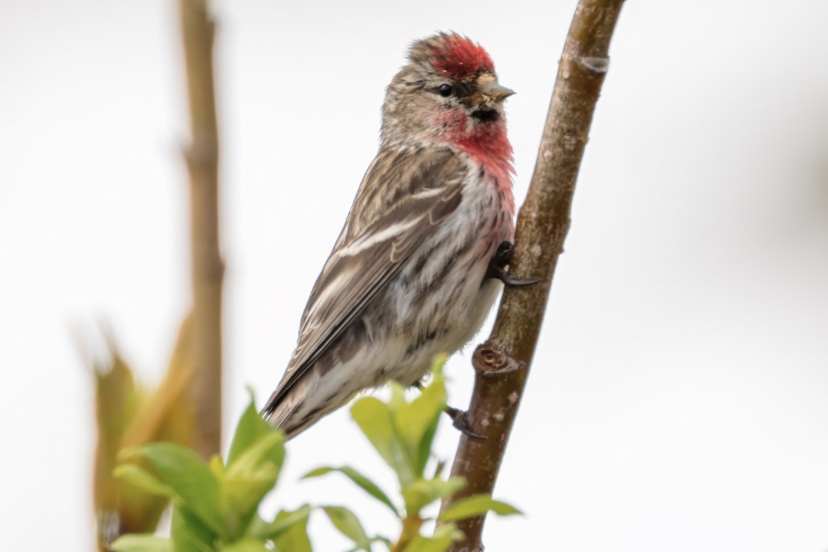 Common Redpoll (flammea) - ML620705031