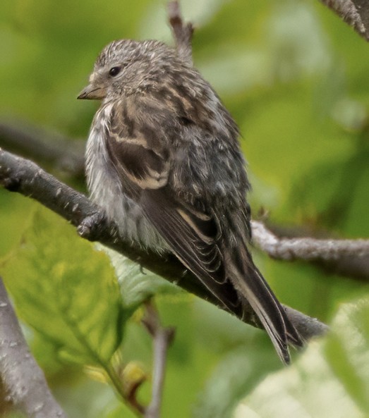 Common Redpoll (flammea) - ML620705032