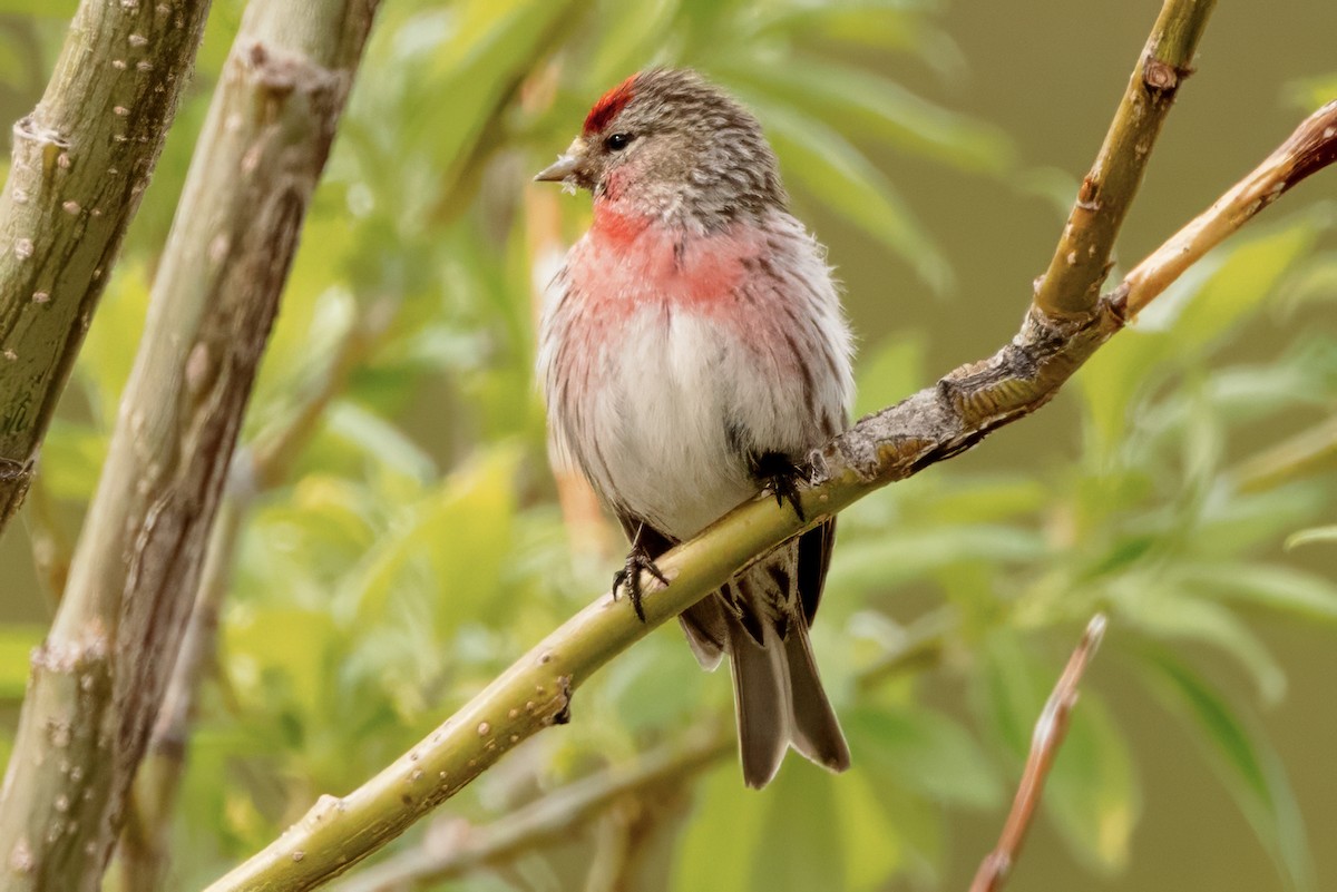 čečetka zimní (ssp. flammea) - ML620705033