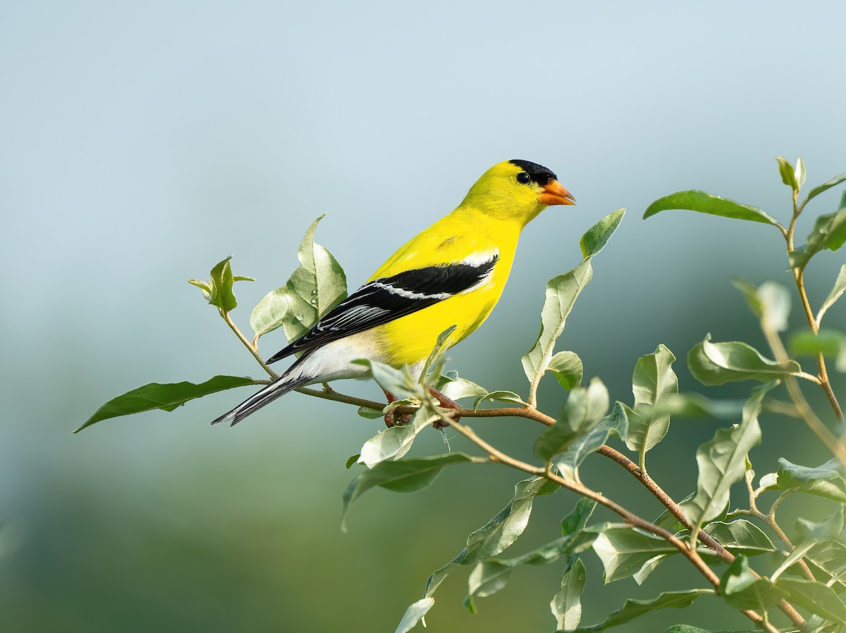 American Goldfinch - ML620705034