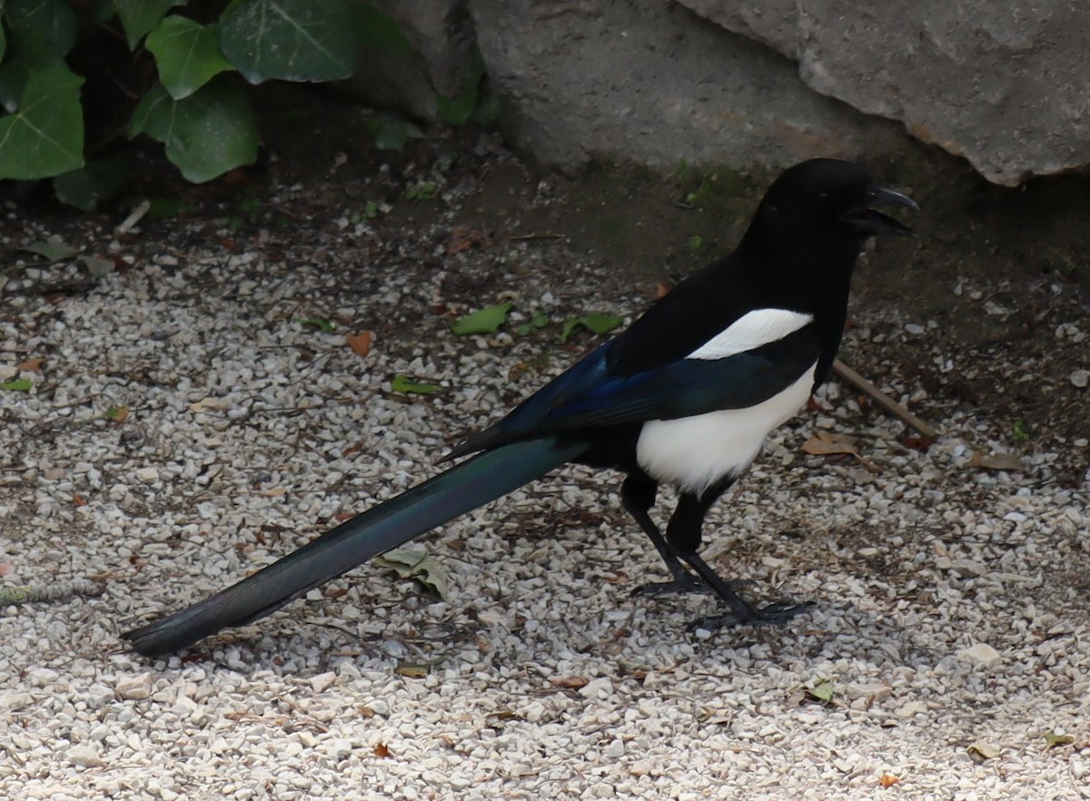 Eurasian Magpie - ML620705037