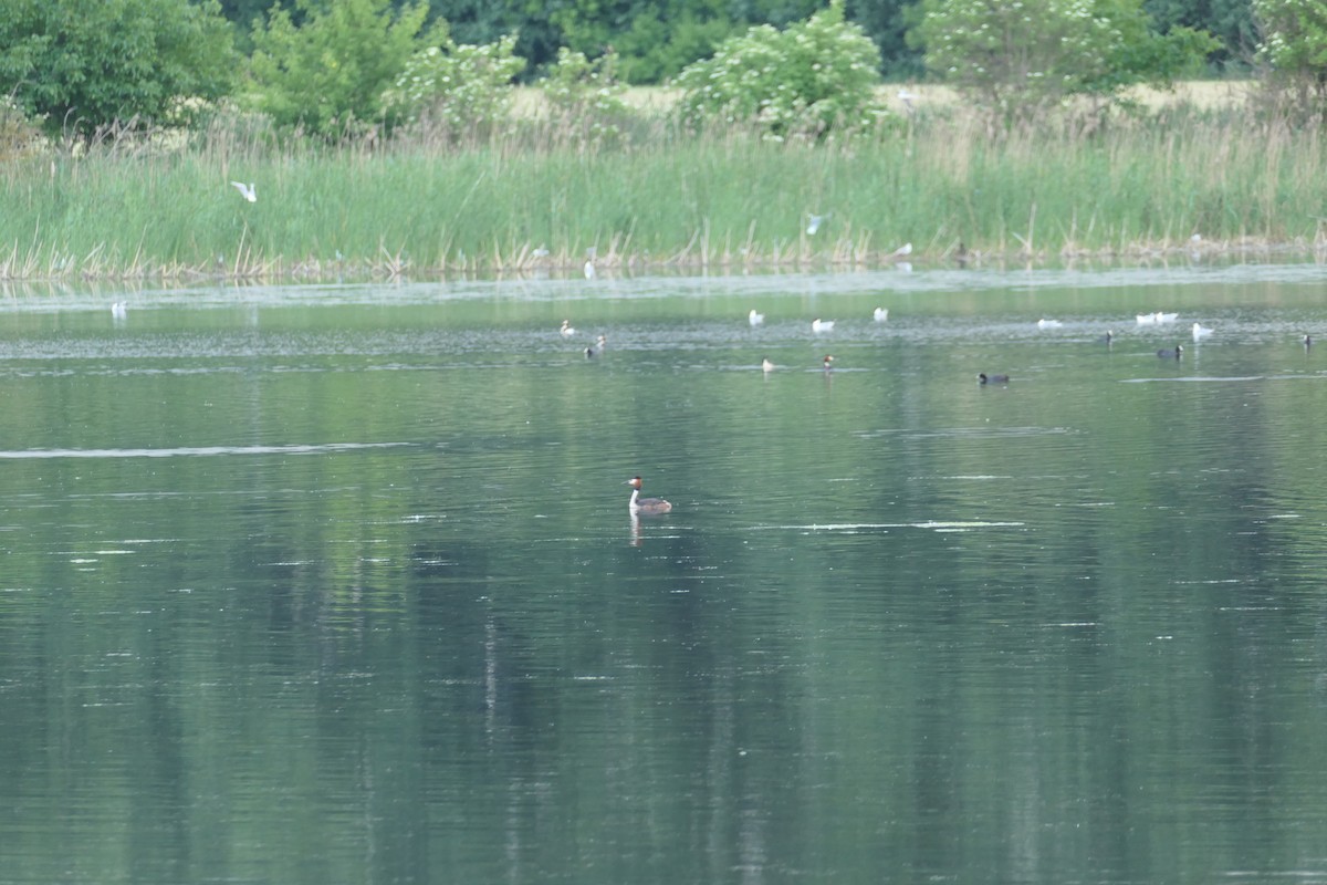 Great Crested Grebe - ML620705039