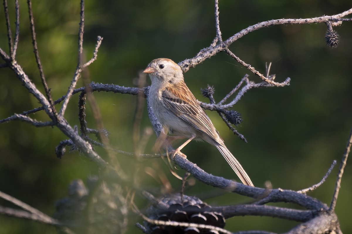 Field Sparrow - ML620705040