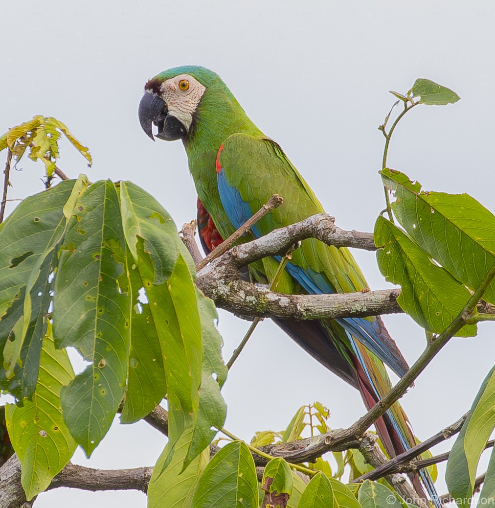 Chestnut-fronted Macaw - ML620705044