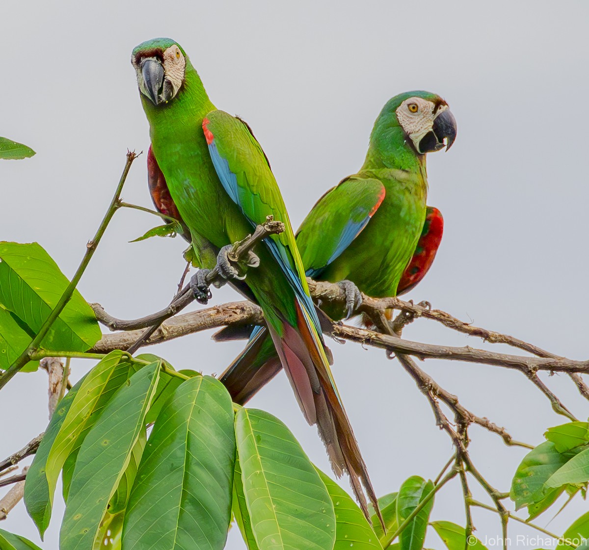 Chestnut-fronted Macaw - ML620705046