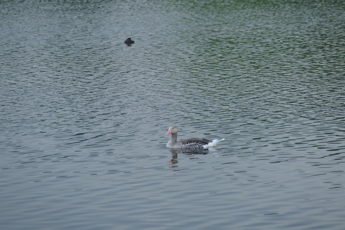 Graylag Goose - ML620705050