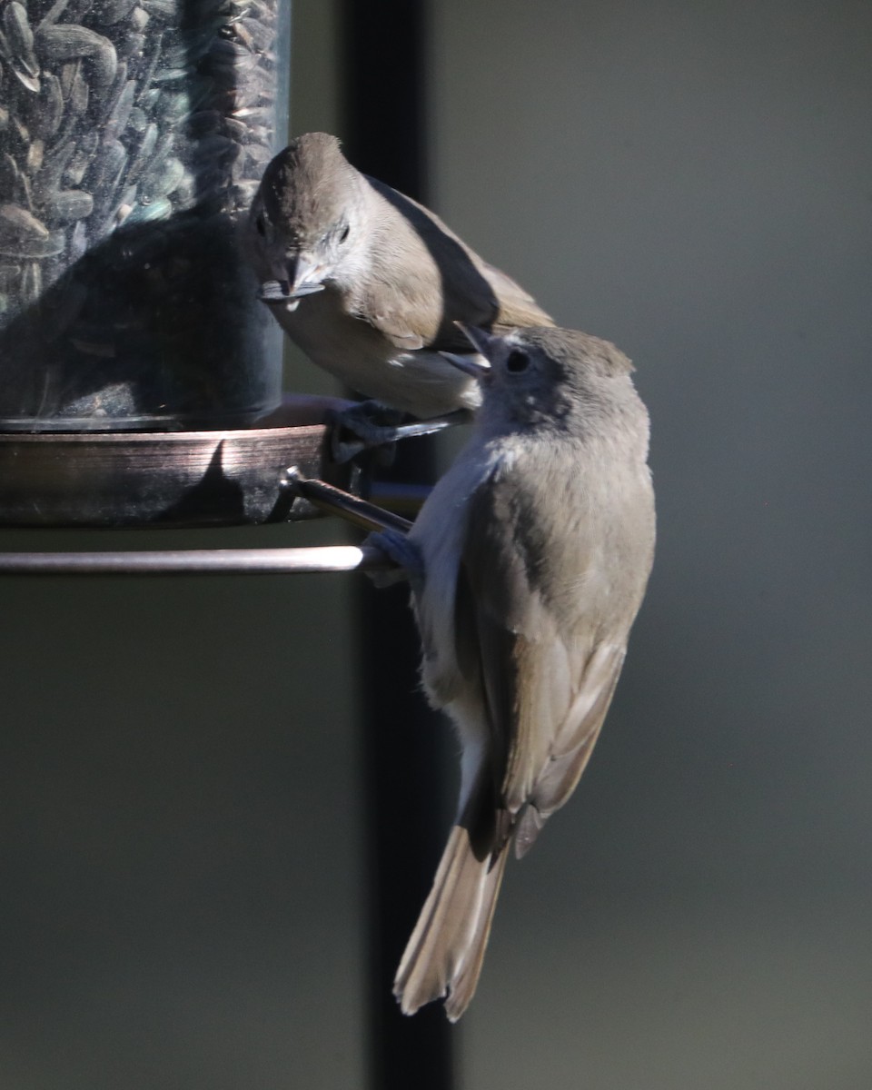 Oak Titmouse - ML620705051