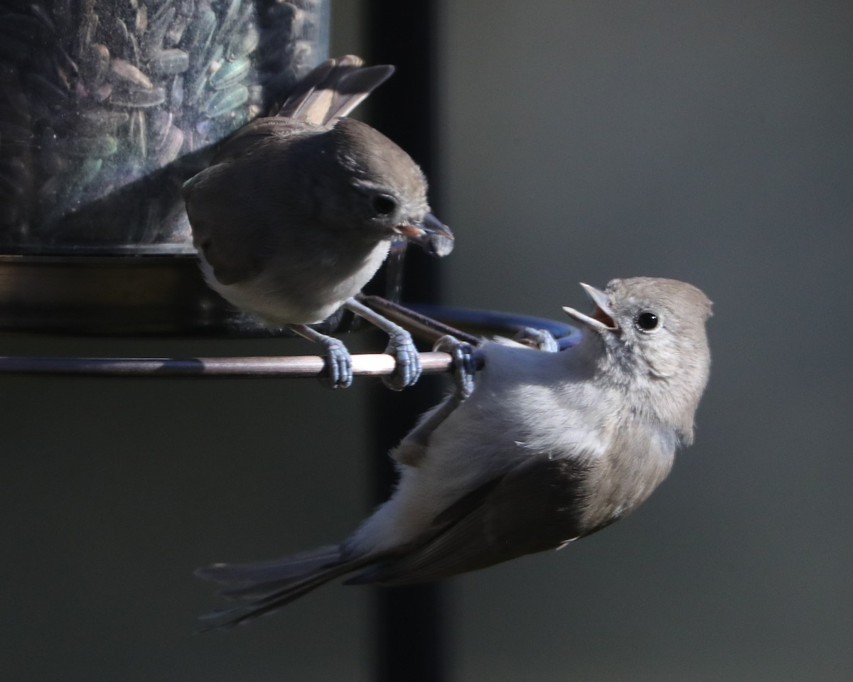 Oak Titmouse - ML620705053