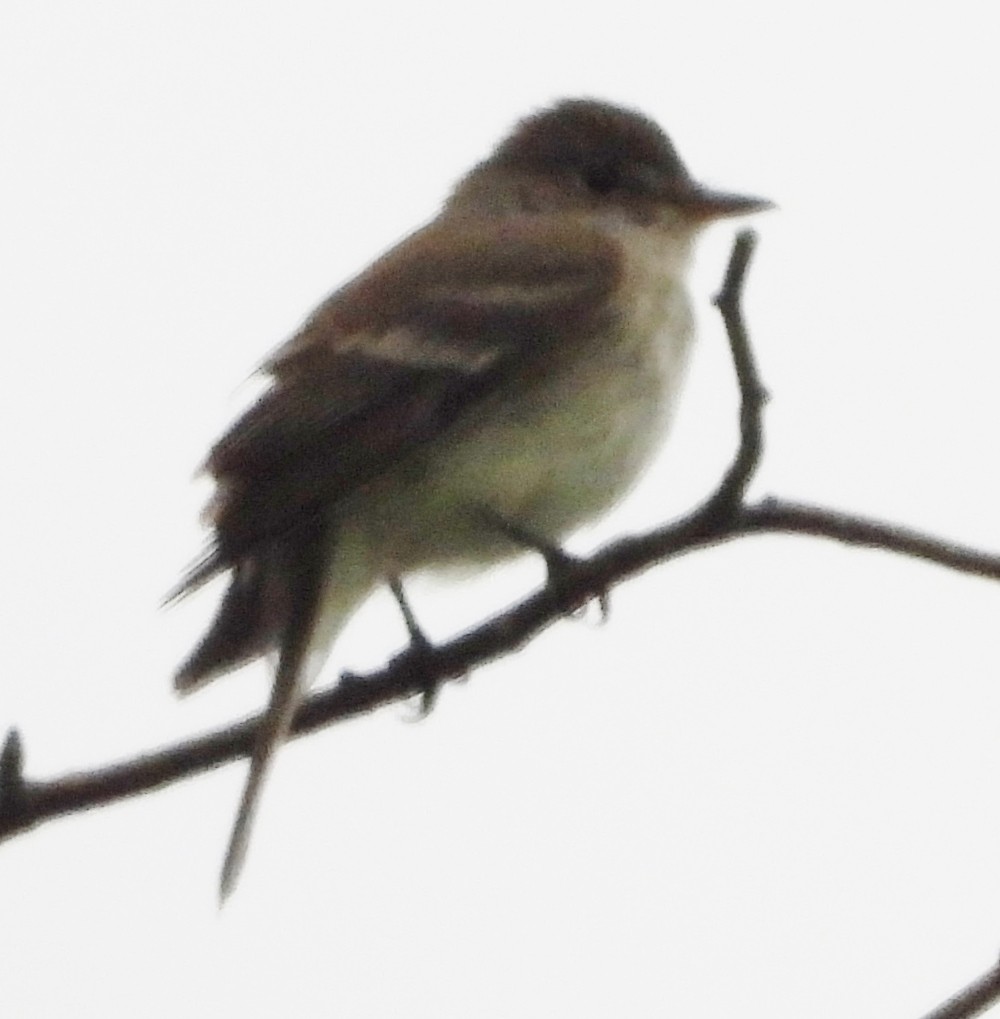 Willow Flycatcher - ML620705055