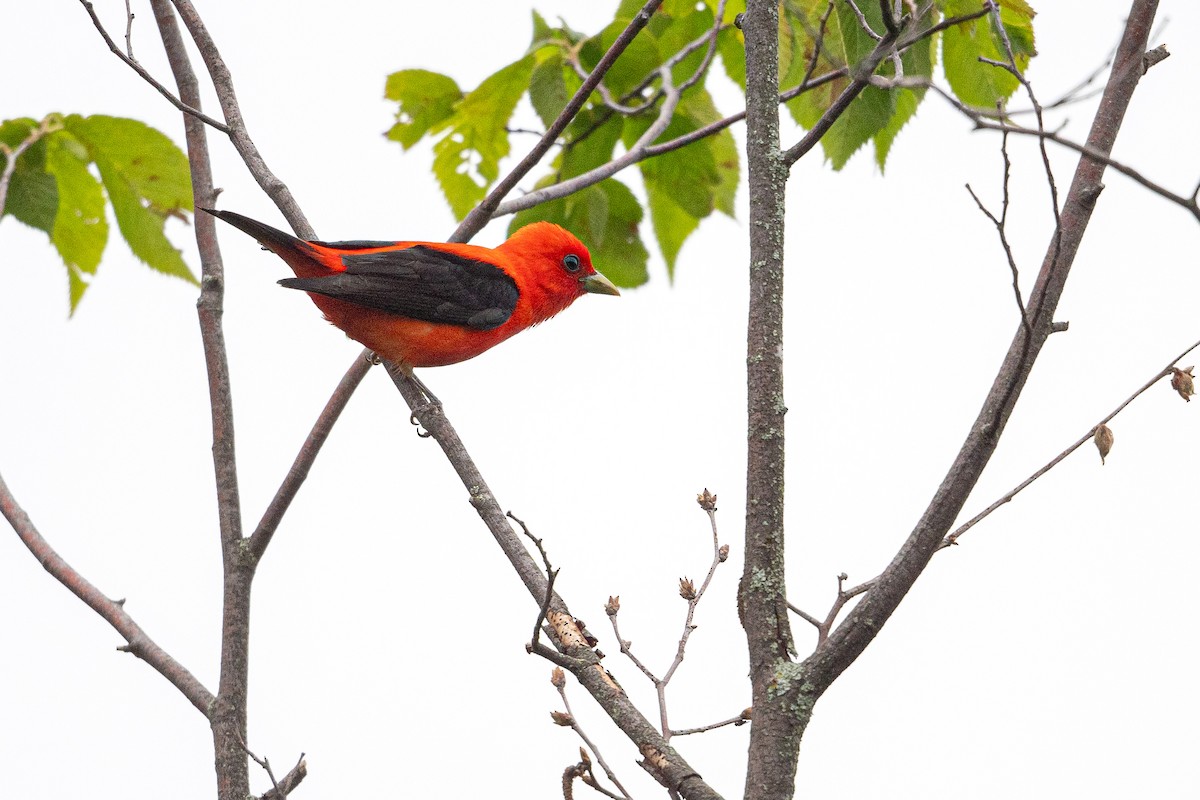 Scarlet Tanager - ML620705056