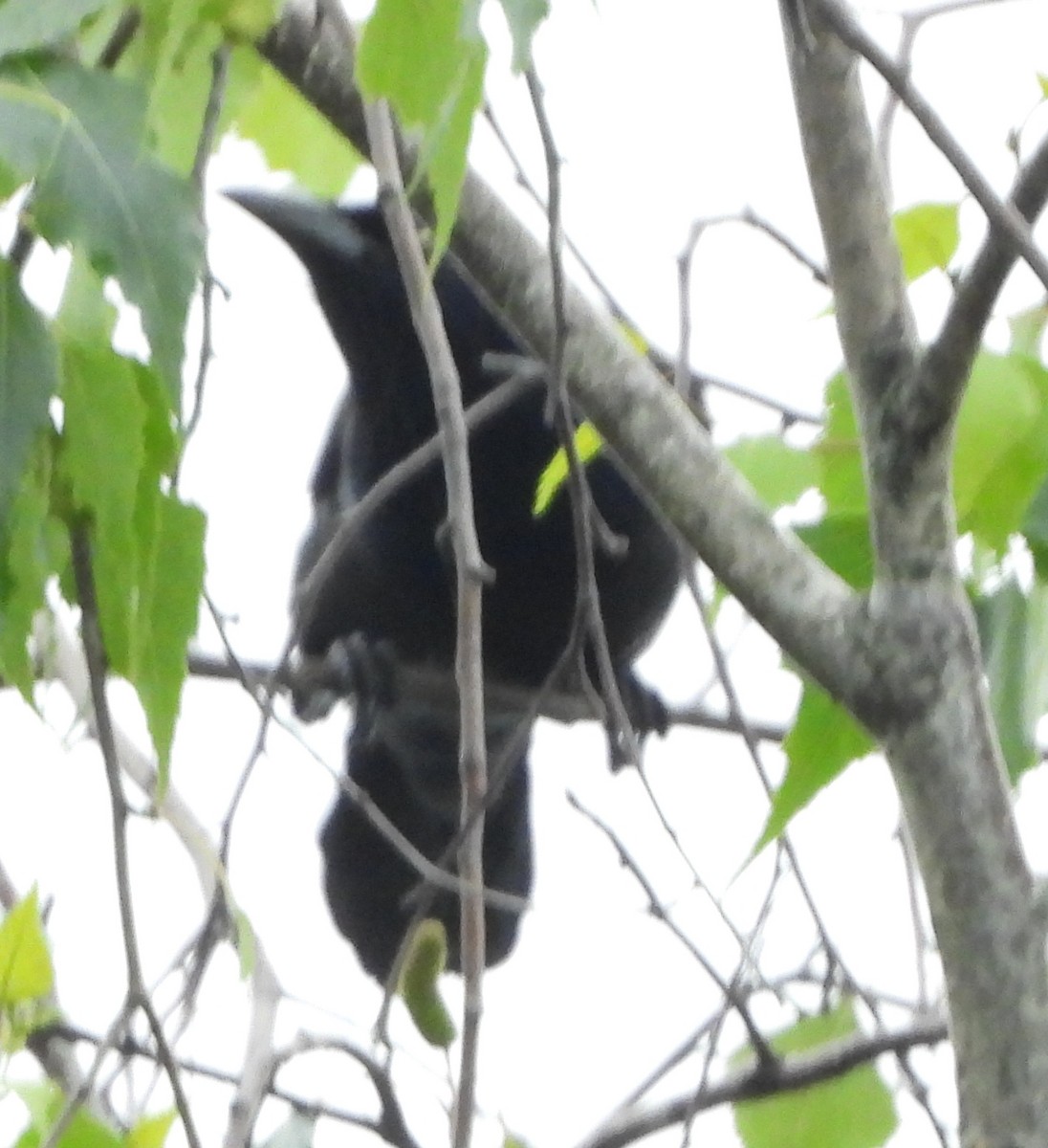 Common Grackle - ML620705057