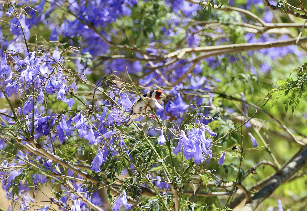 חוחית - ML620705058