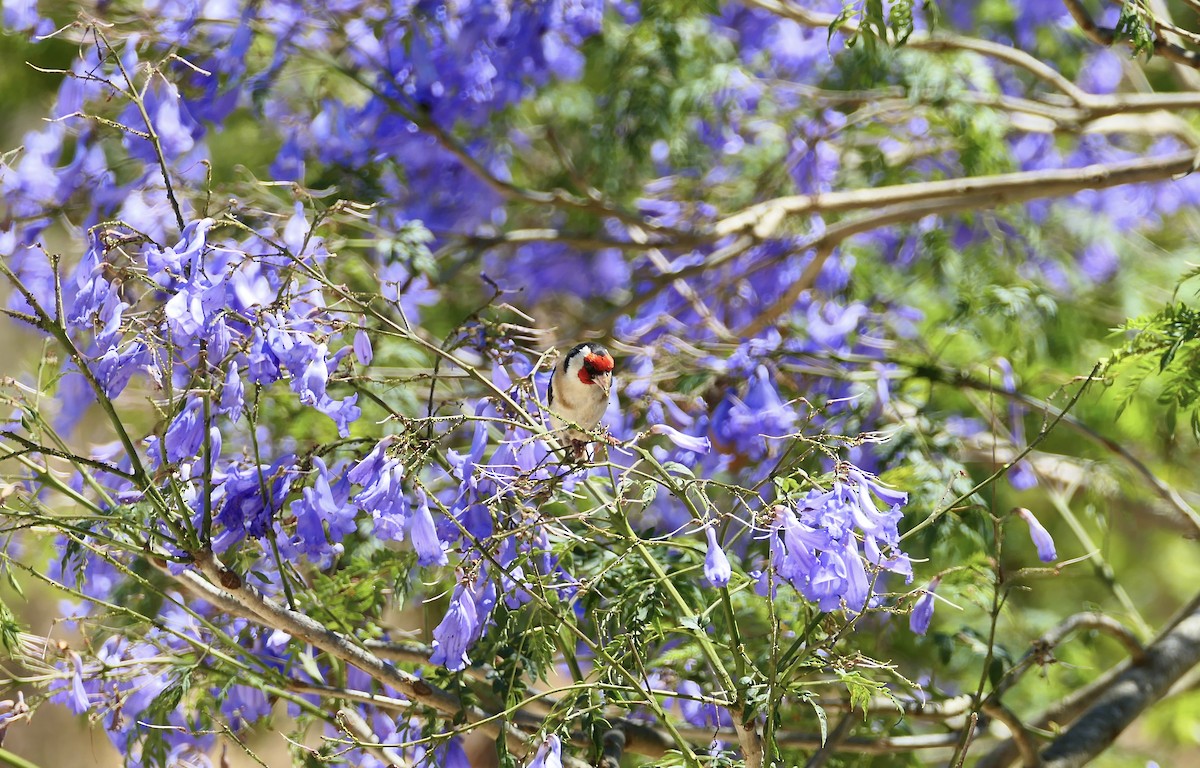 European Goldfinch - ML620705059