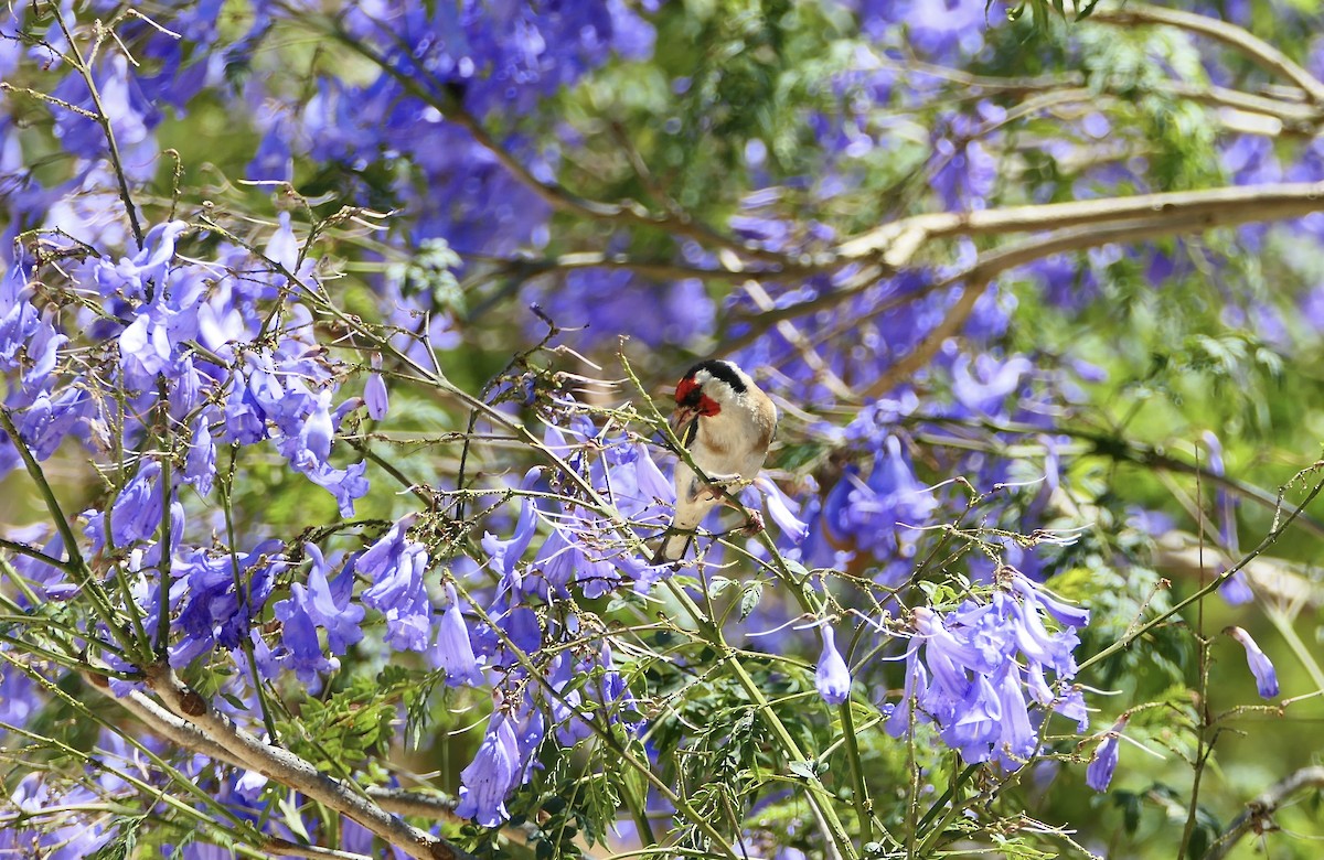 European Goldfinch - ML620705060