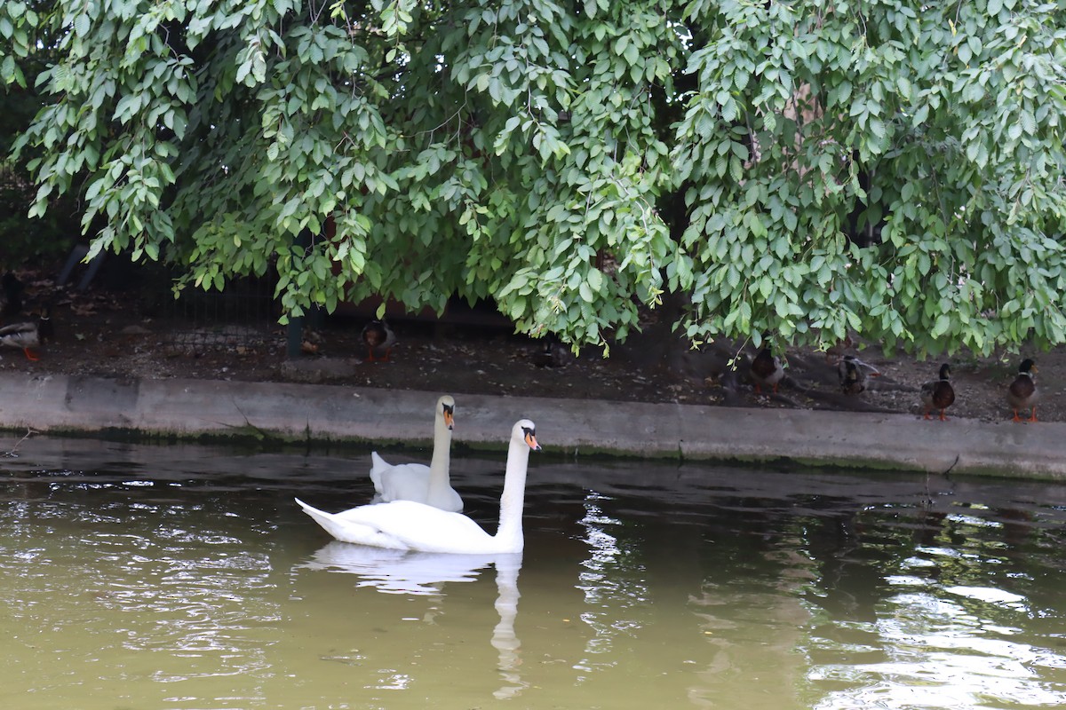 Cygne tuberculé - ML620705061