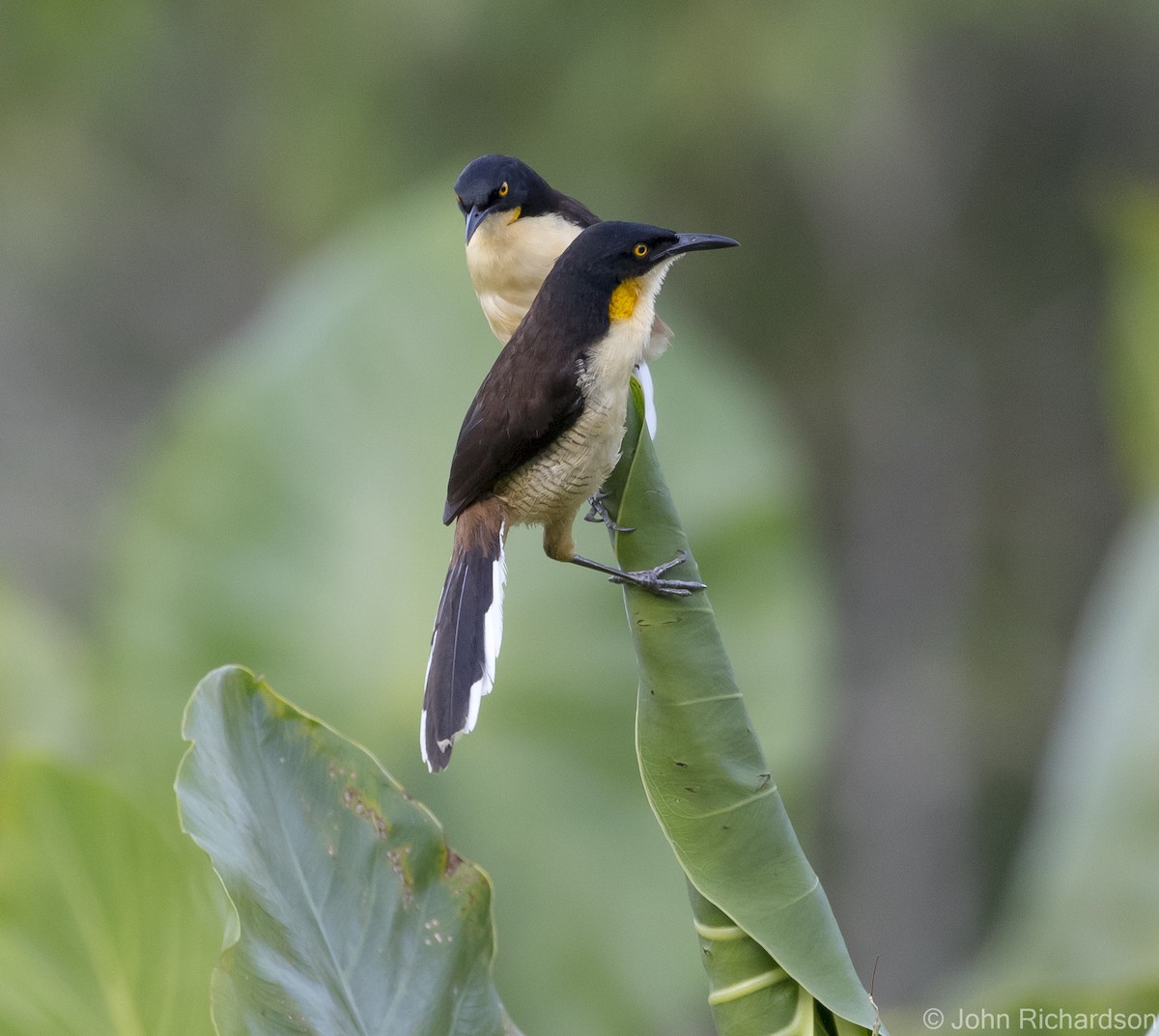 Black-capped Donacobius - ML620705062