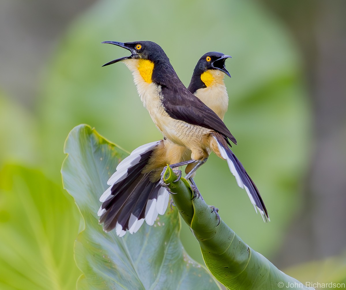 Black-capped Donacobius - ML620705063