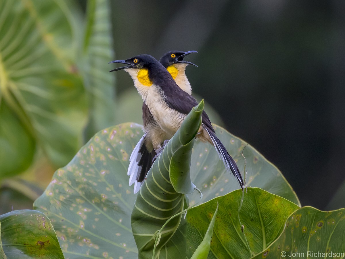 Black-capped Donacobius - John Richardson