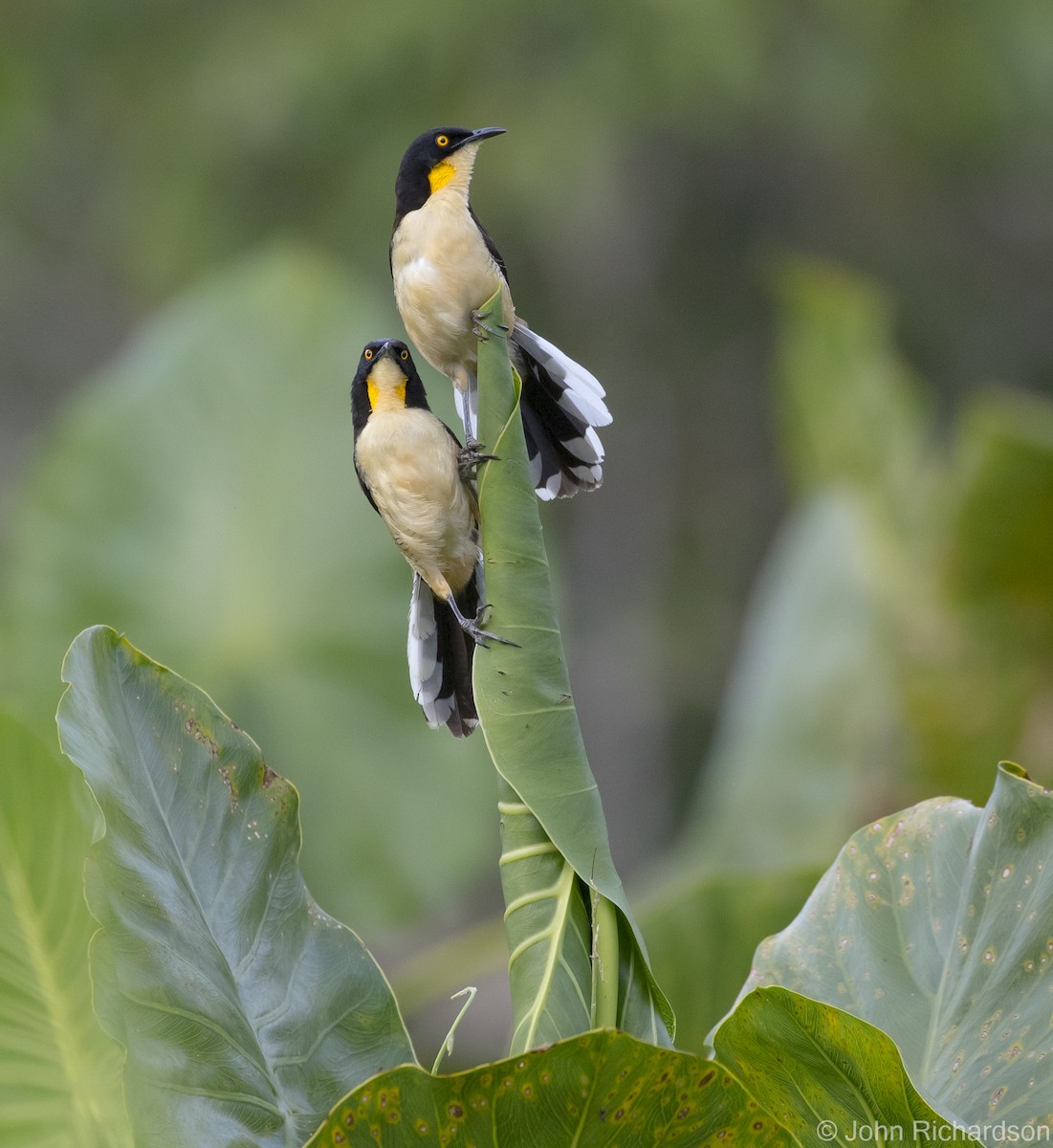 Black-capped Donacobius - ML620705067