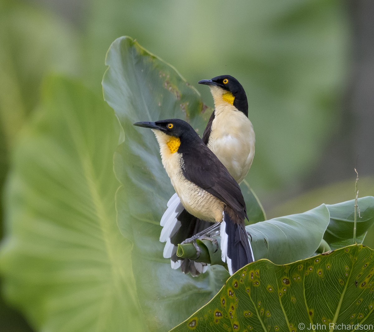 Black-capped Donacobius - ML620705068