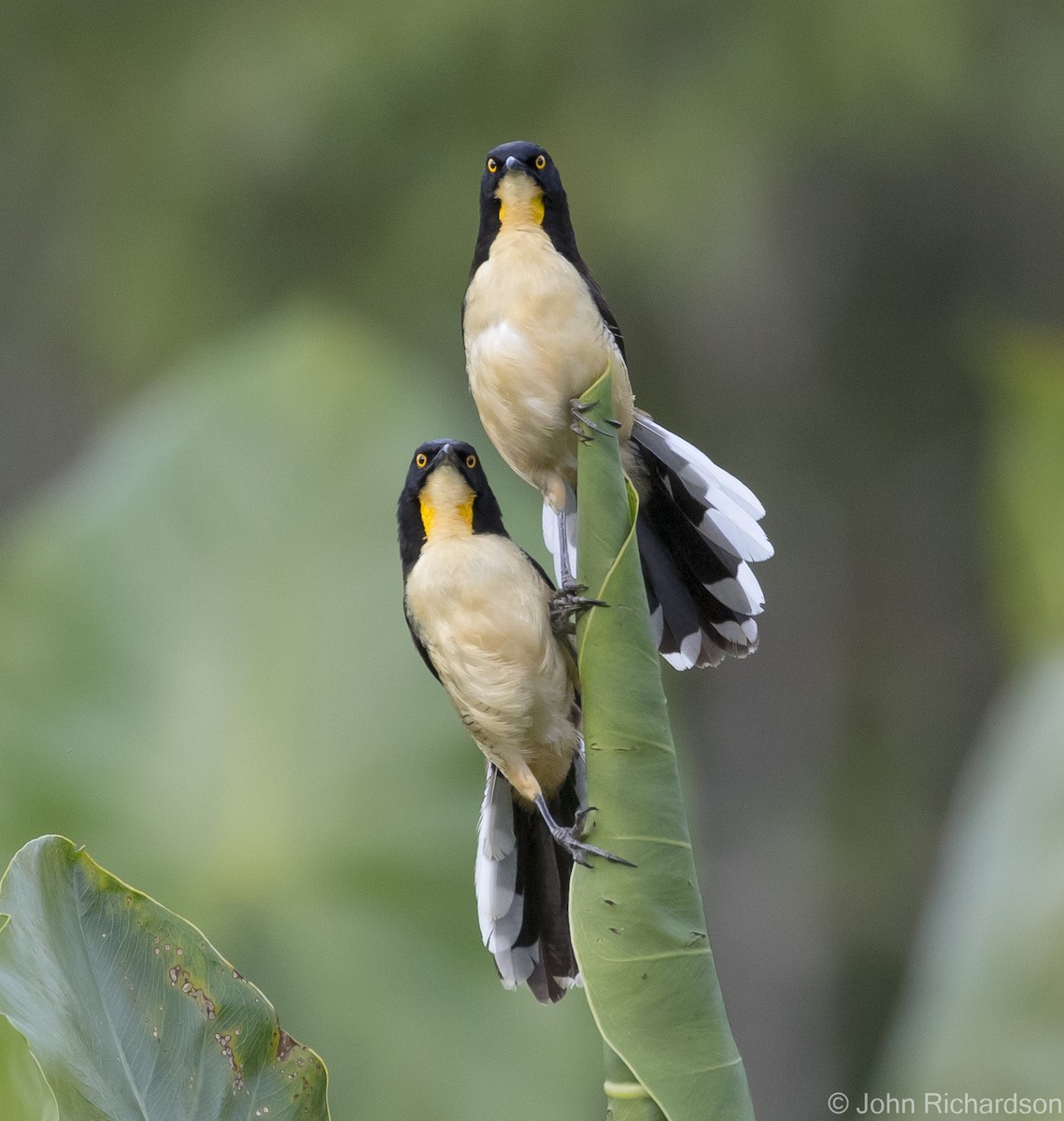 Black-capped Donacobius - ML620705069