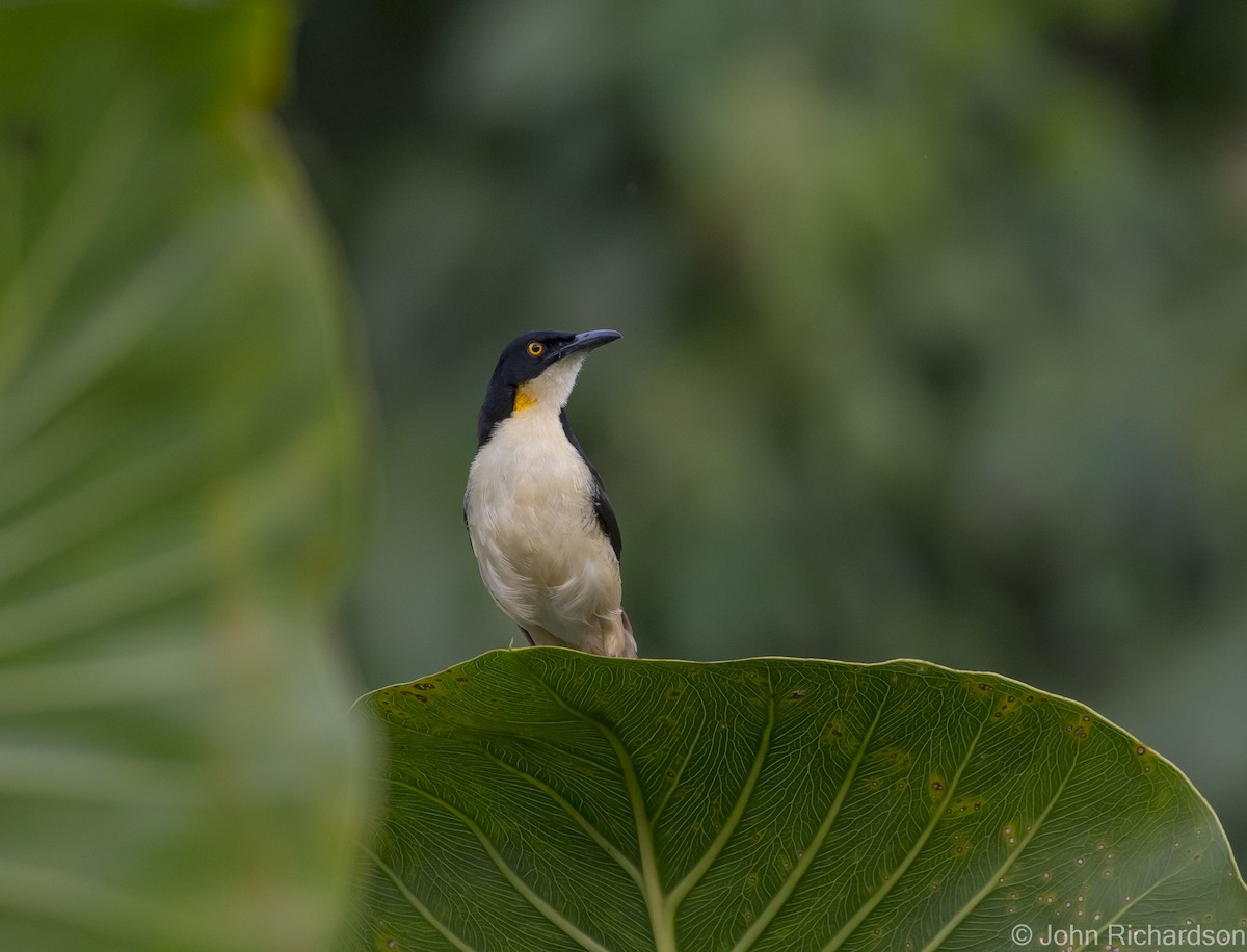 Black-capped Donacobius - John Richardson