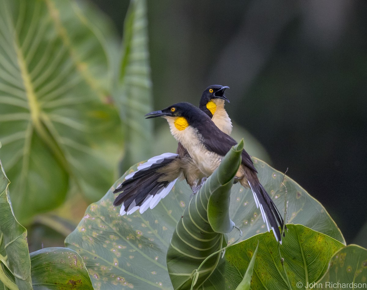 Black-capped Donacobius - ML620705071