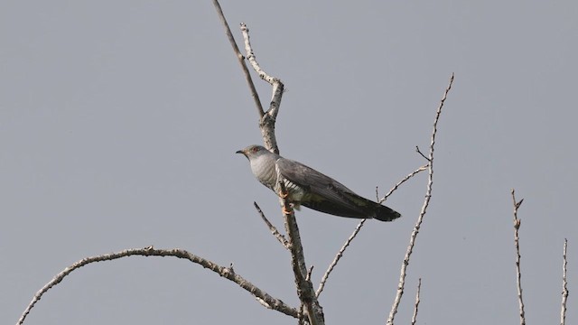 Common Cuckoo - ML620705082