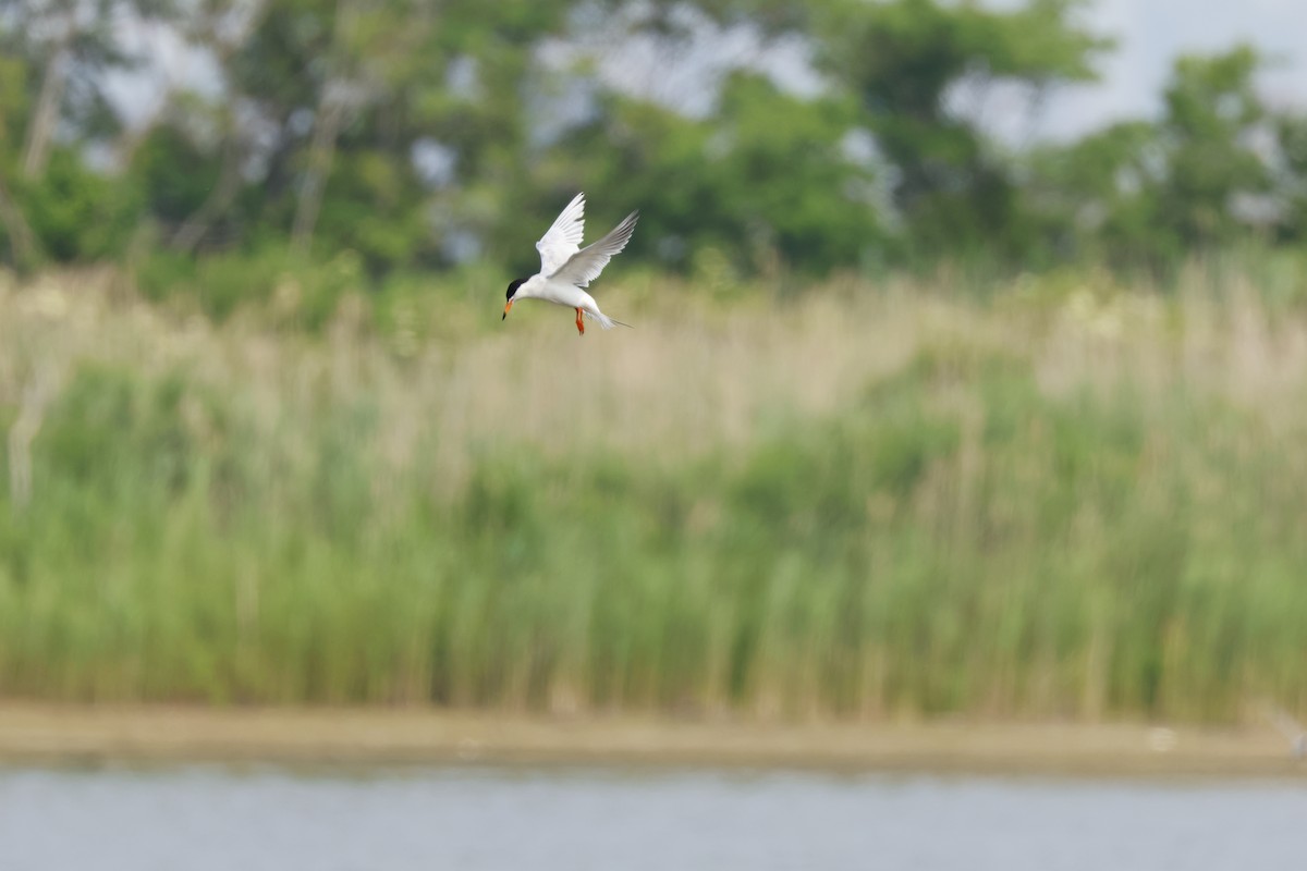 Forster's Tern - ML620705083