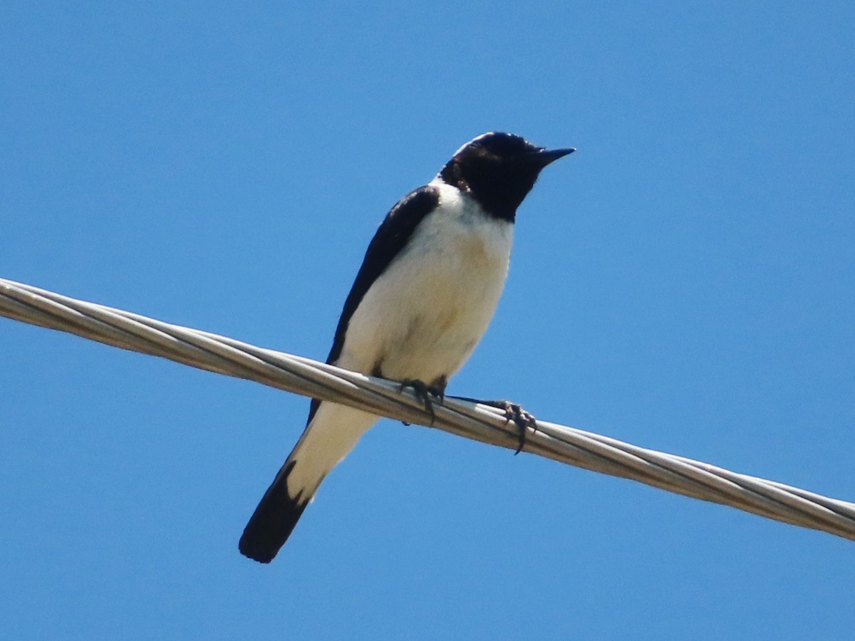 Eastern Black-eared Wheatear - Kseniia Marianna Prondzynska