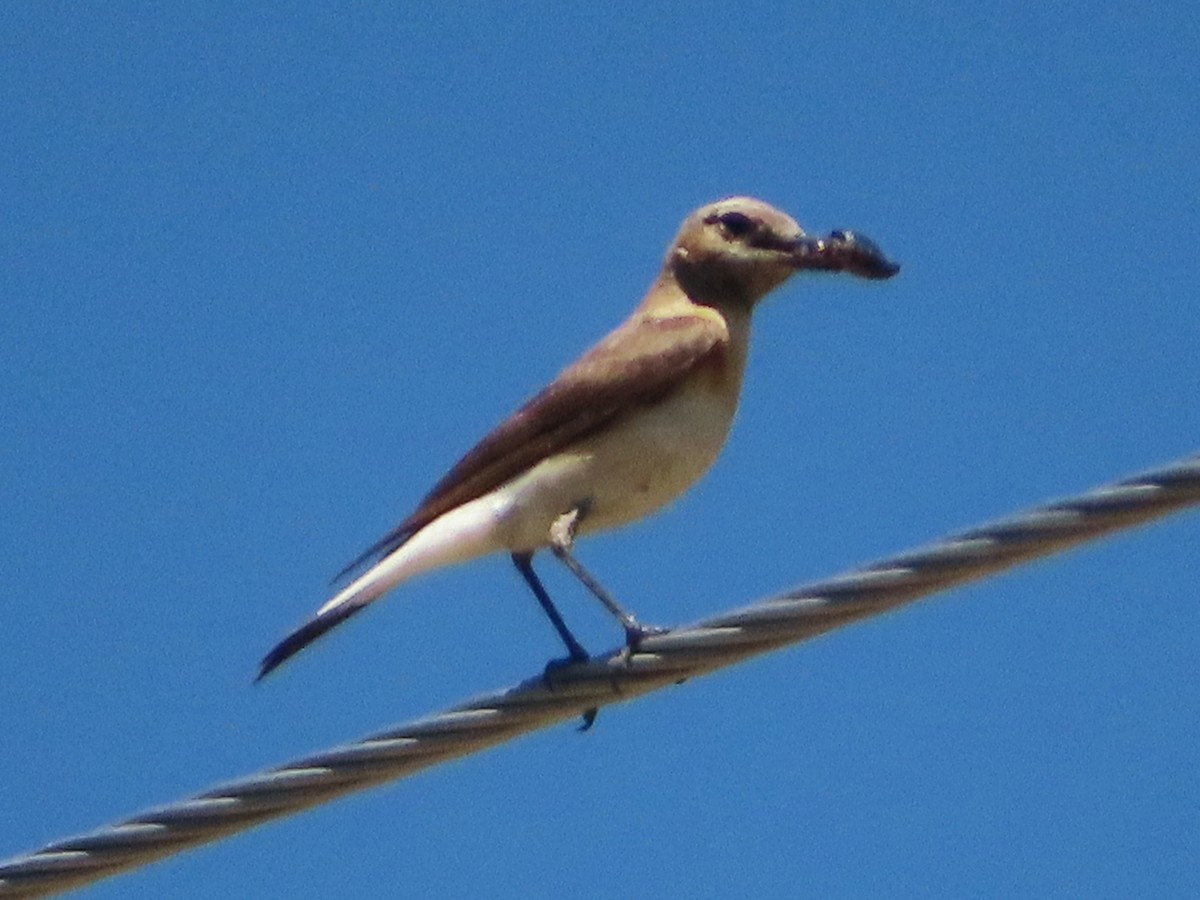 Eastern Black-eared Wheatear - ML620705086