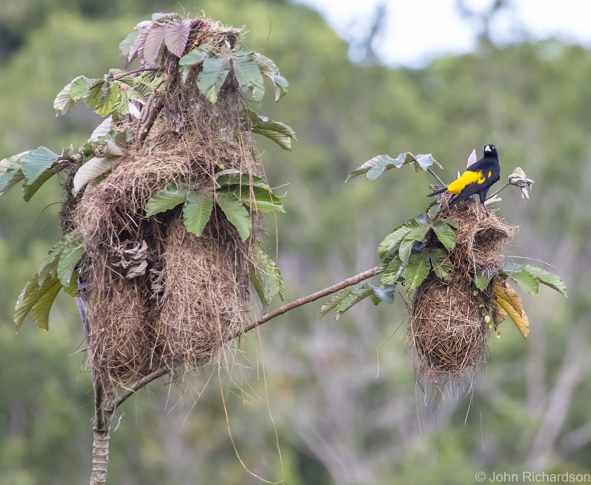 Yellow-rumped Cacique - ML620705087