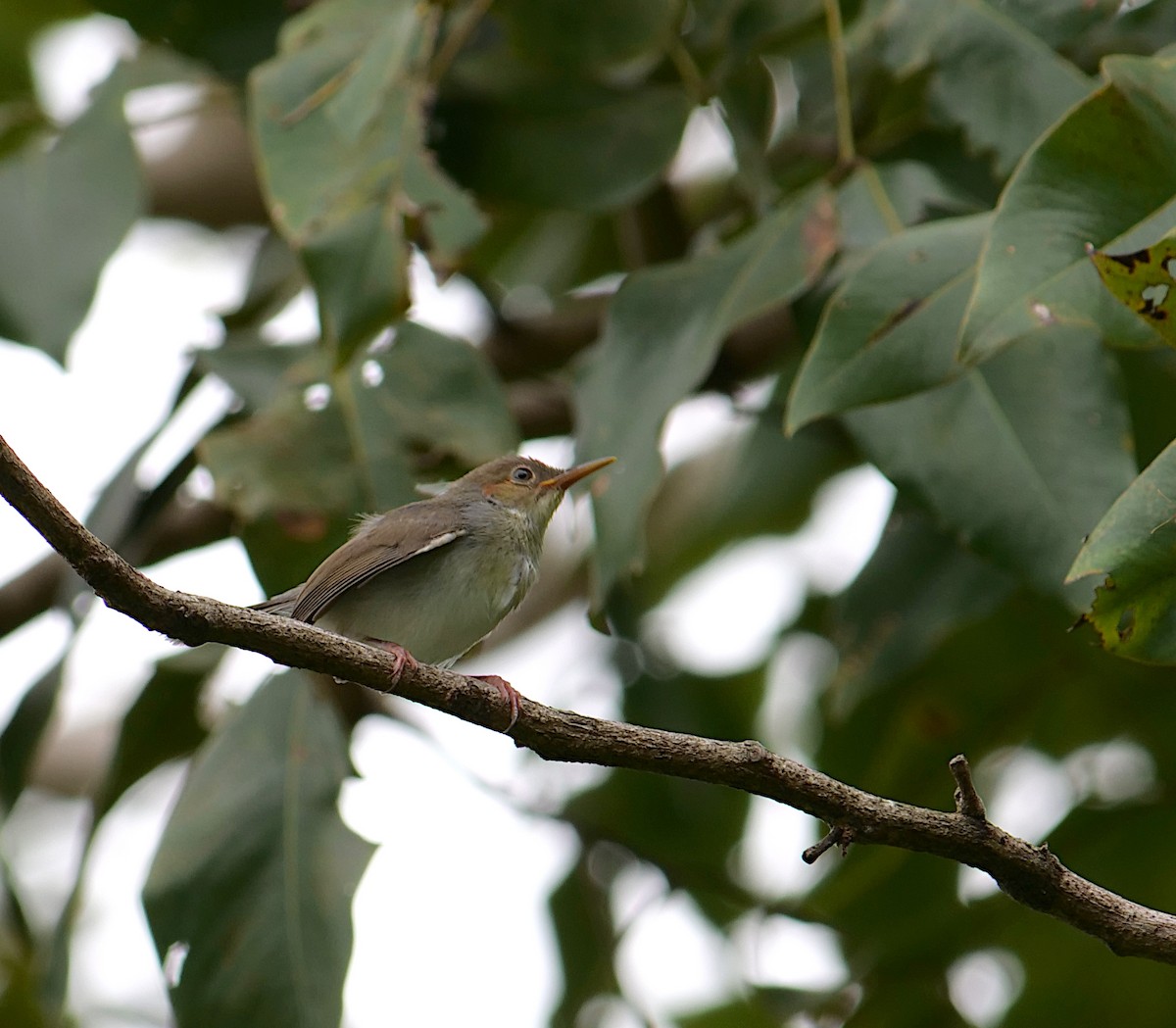 Ashy Tailorbird - ML620705088