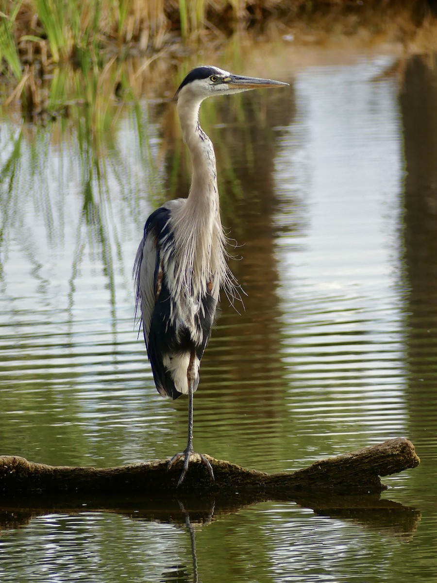 Great Blue Heron - ML620705090