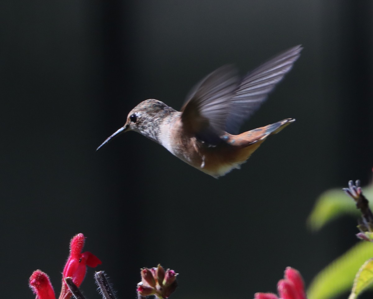 Allen's Hummingbird - ML620705093