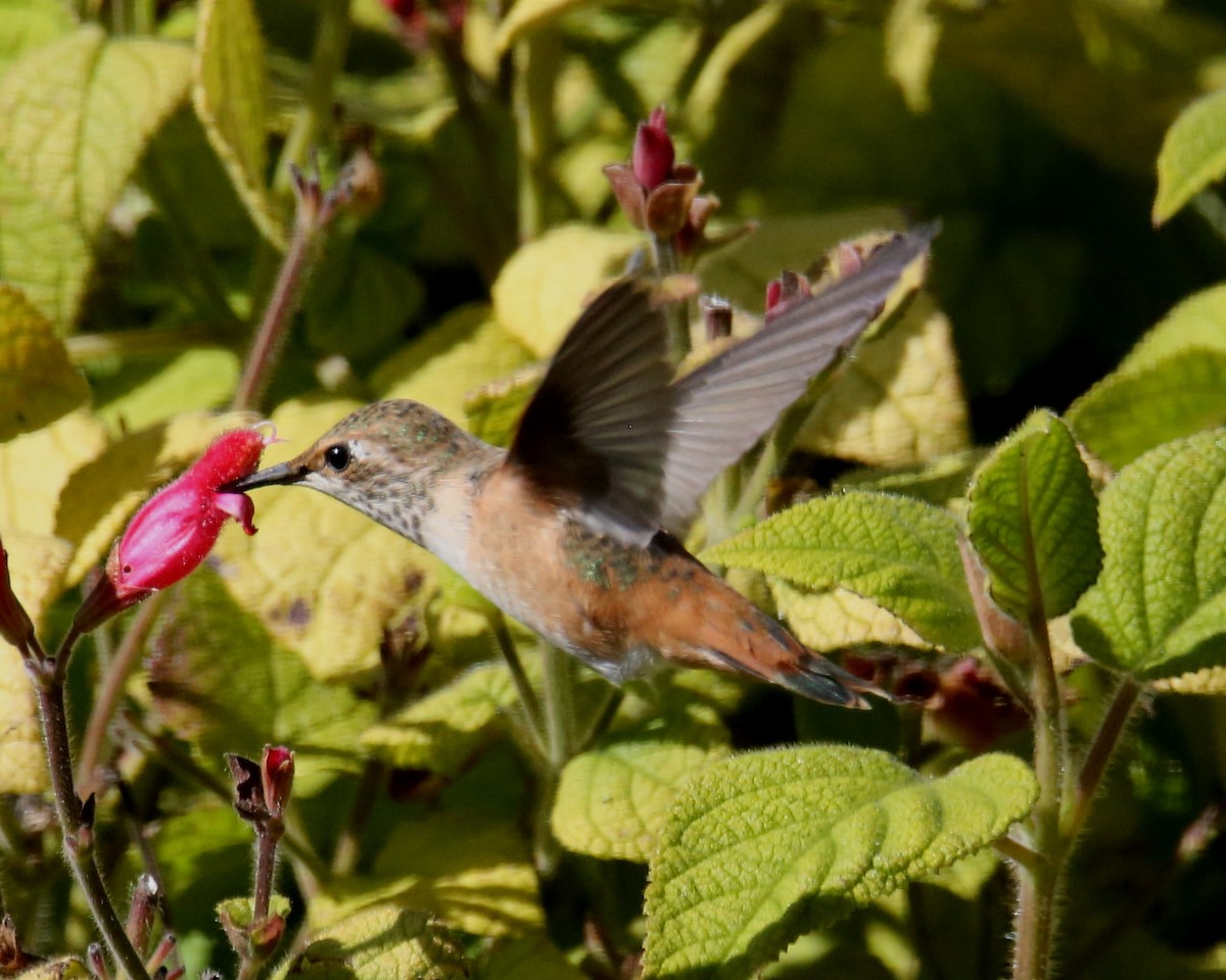 Allen's Hummingbird - ML620705094