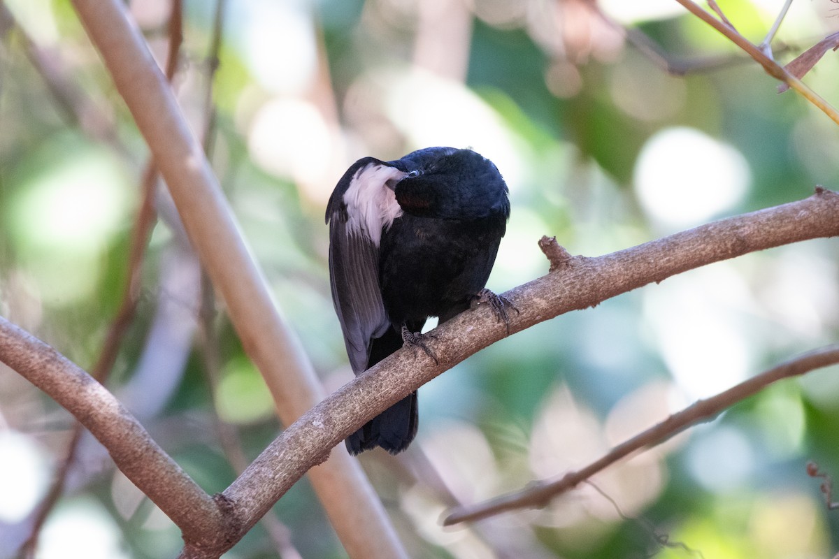 Ruby-crowned Tanager - ML620705095