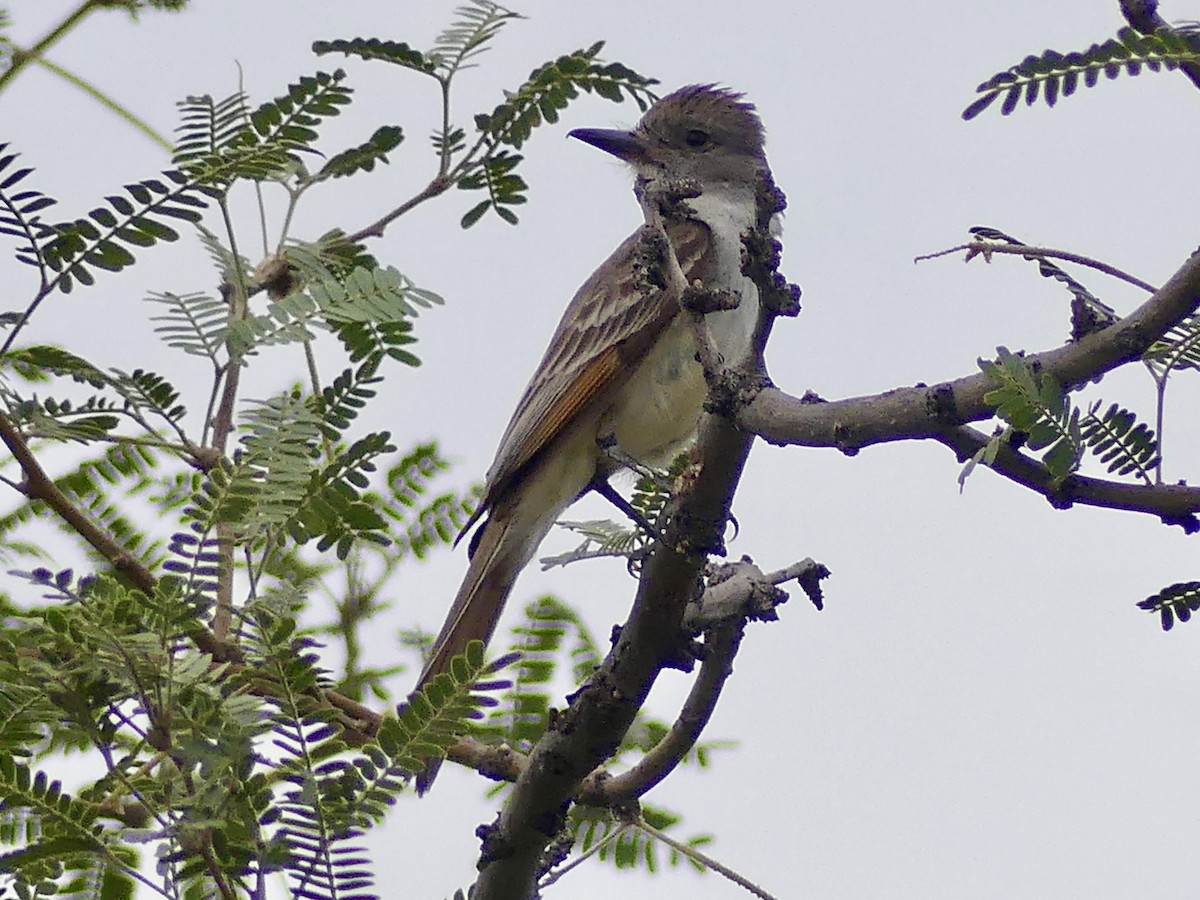 Ash-throated Flycatcher - ML620705101