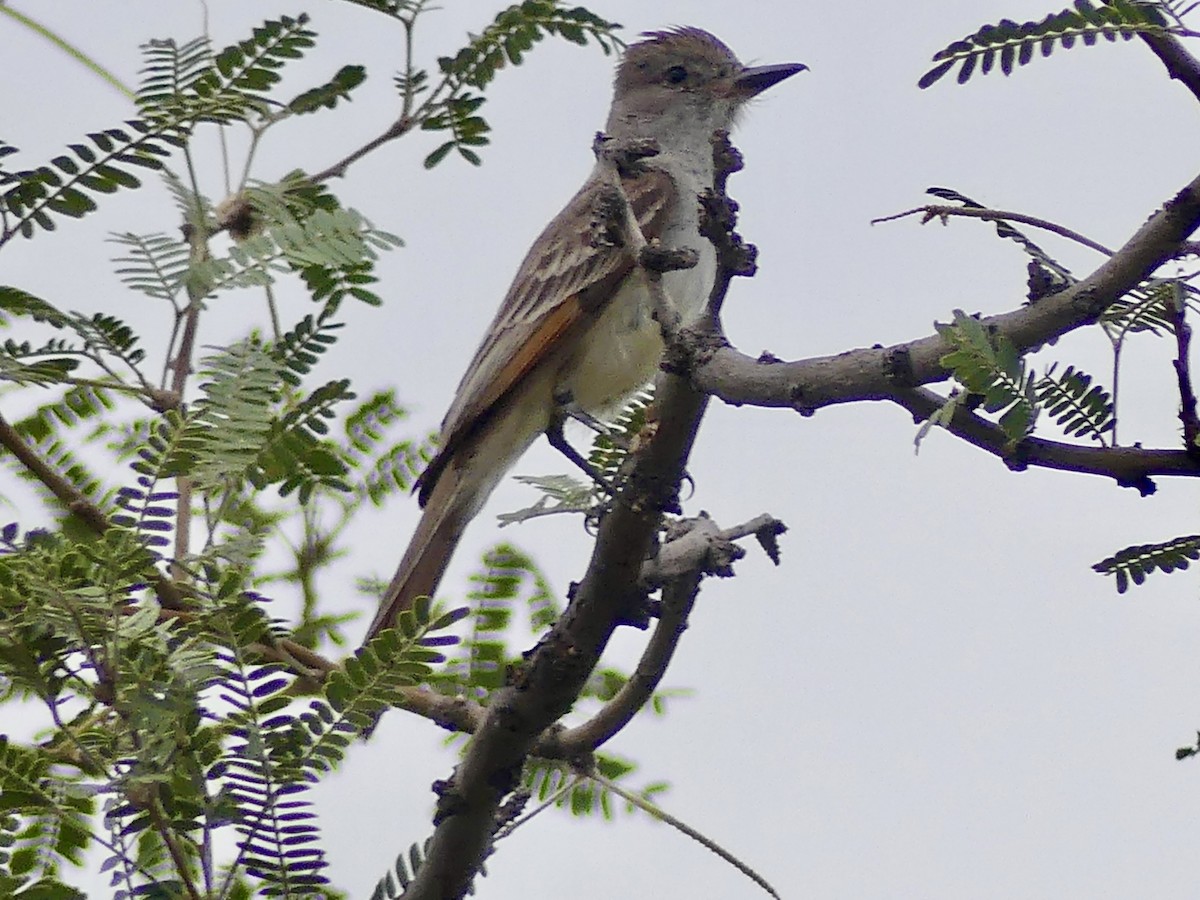 Ash-throated Flycatcher - ML620705102