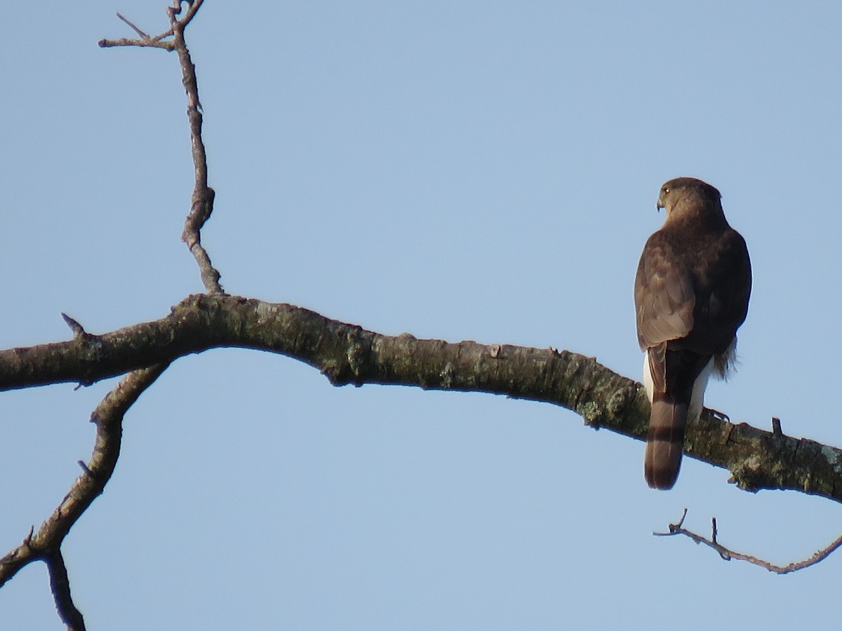 Cooper's Hawk - ML620705103