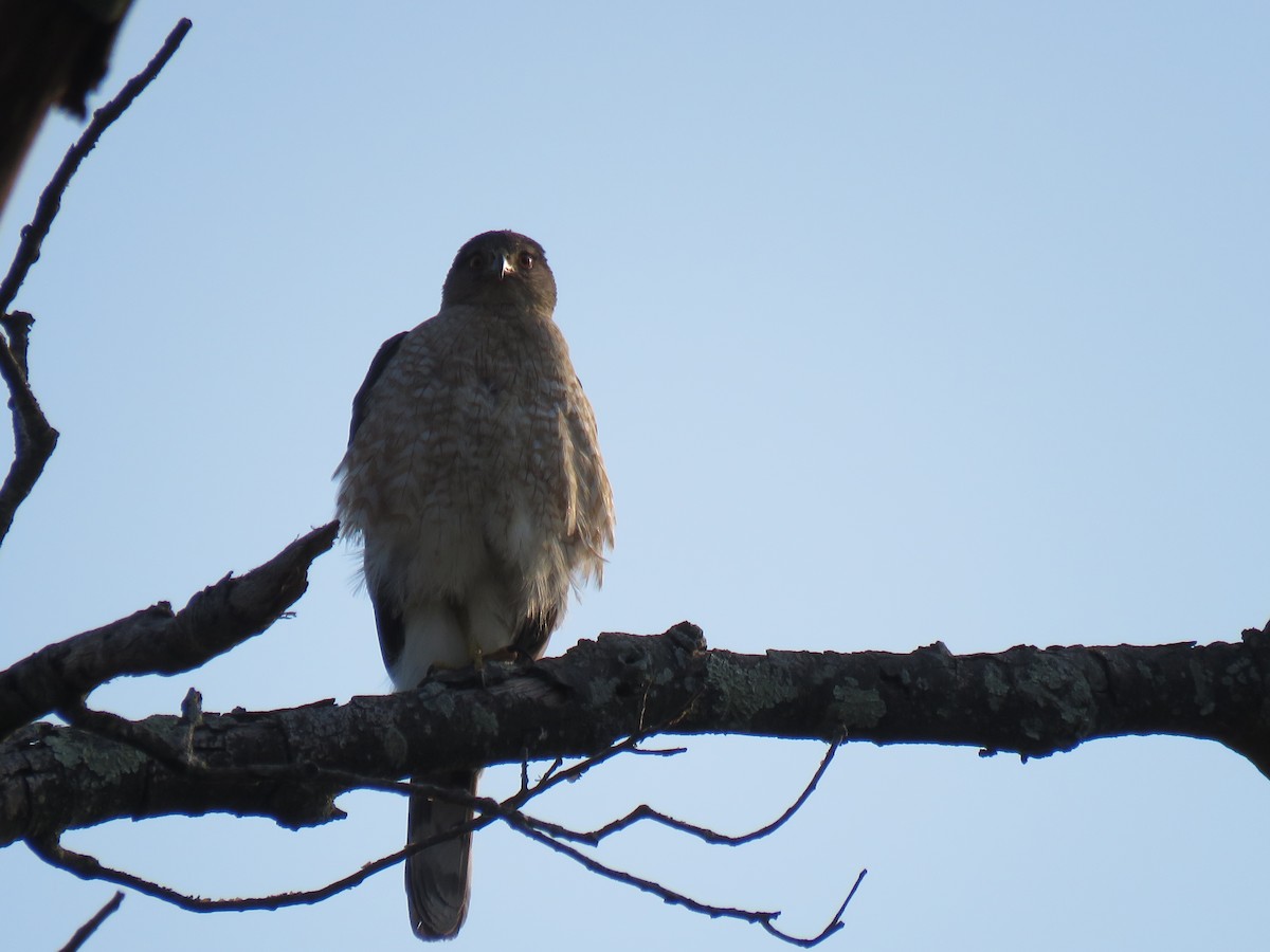 Cooper's Hawk - ML620705104