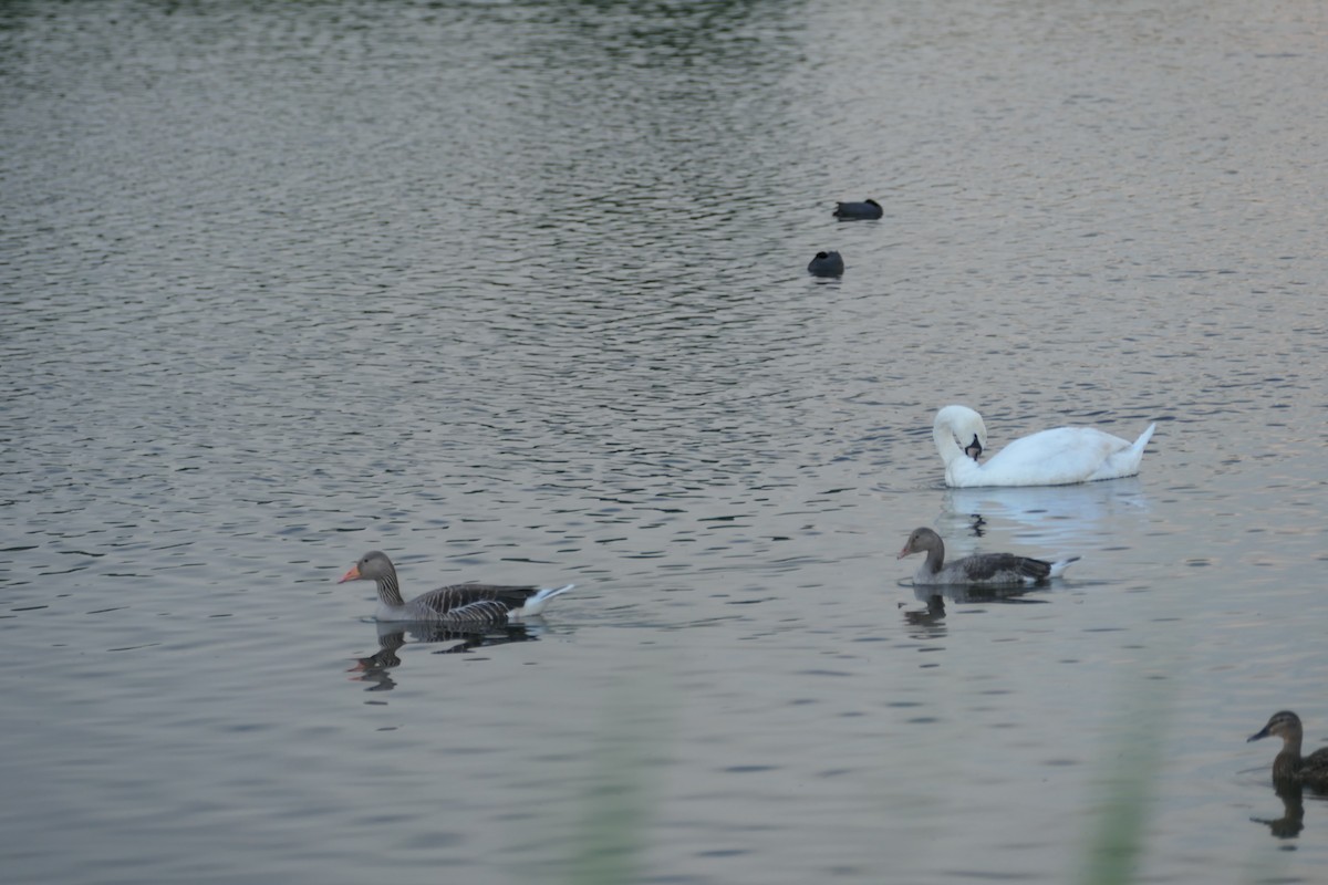 Graylag Goose - Krzysztof Dudzik-Górnicki